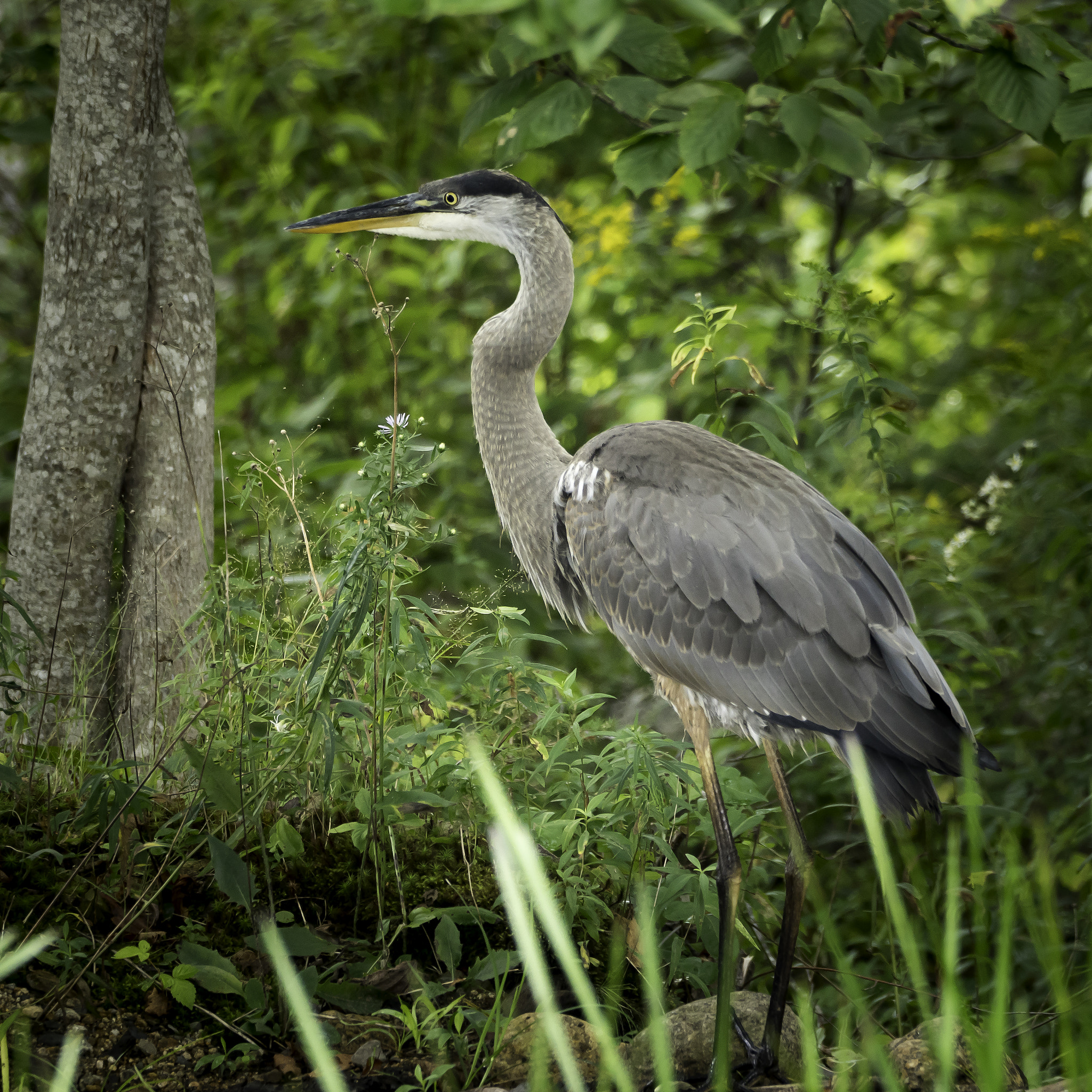 150-600mm F5-6.3 DG OS HSM | Contemporary 015 sample photo. Heron photography