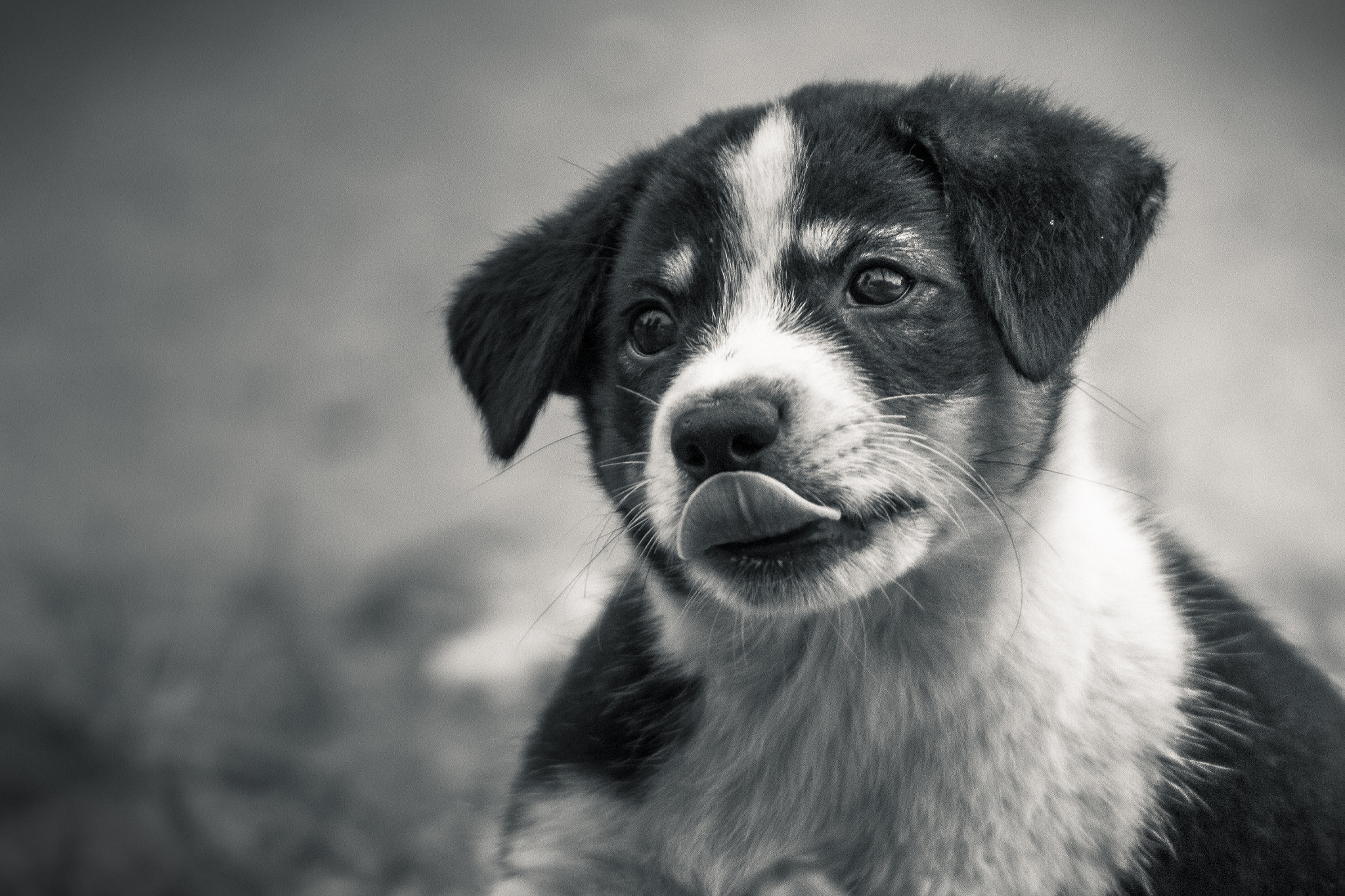 Canon EF 55-200mm F4.5-5.6 II USM sample photo. Stray dog photography