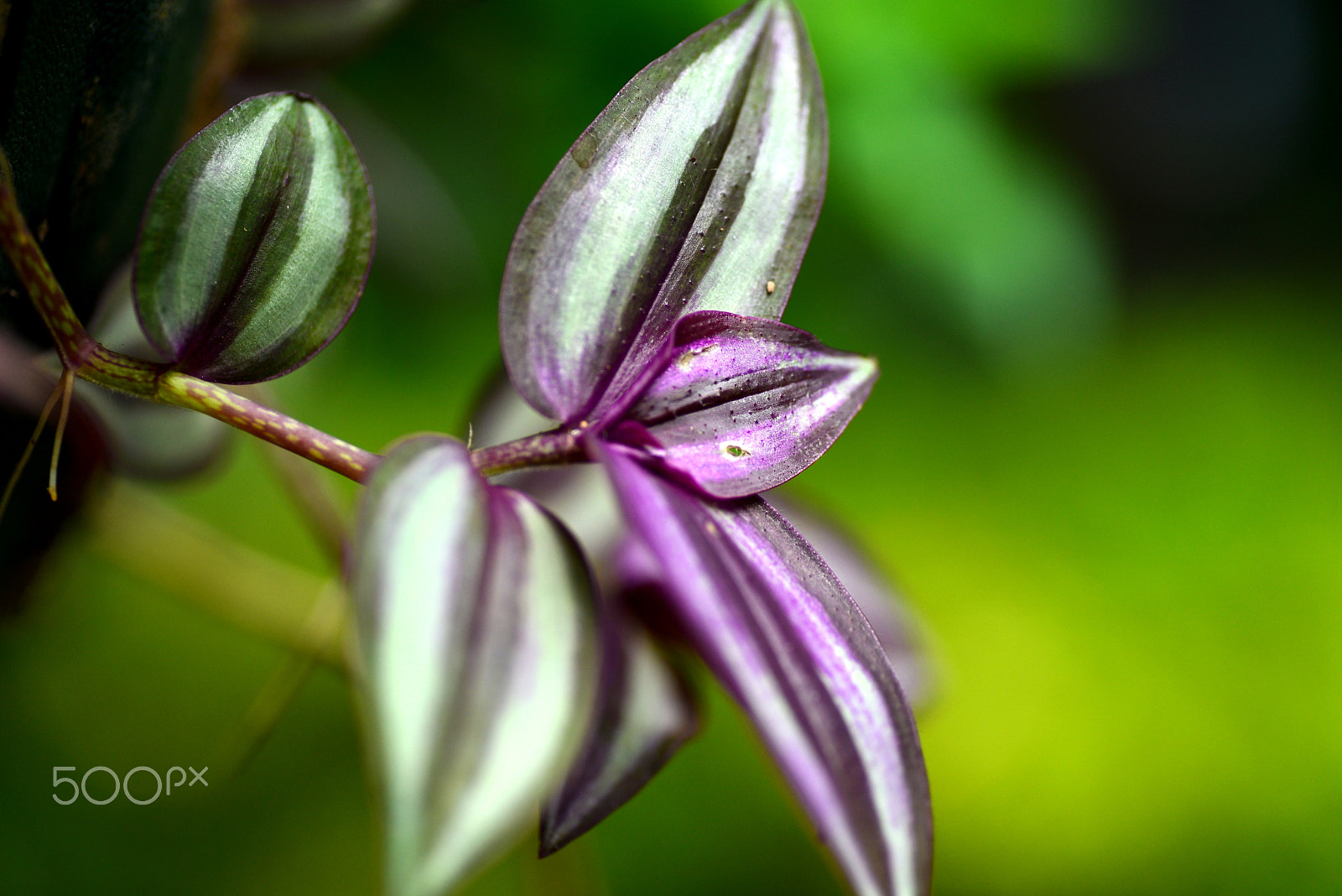 Nikon D600 sample photo. Purple and gray photography