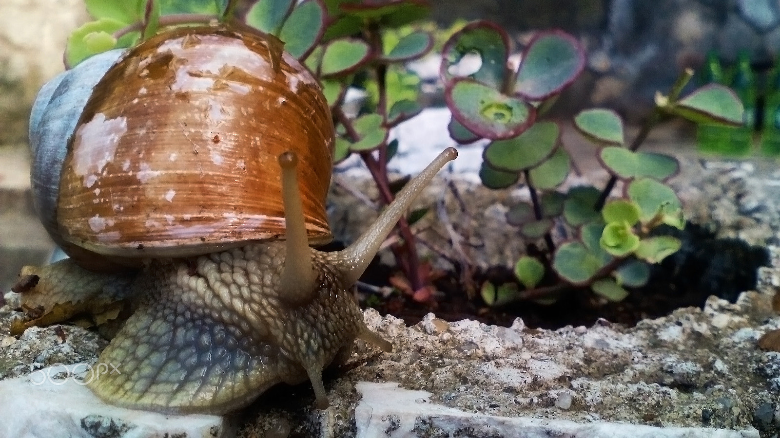 TCT ALCATEL ONE TOUCH 7041D sample photo. Snail photography