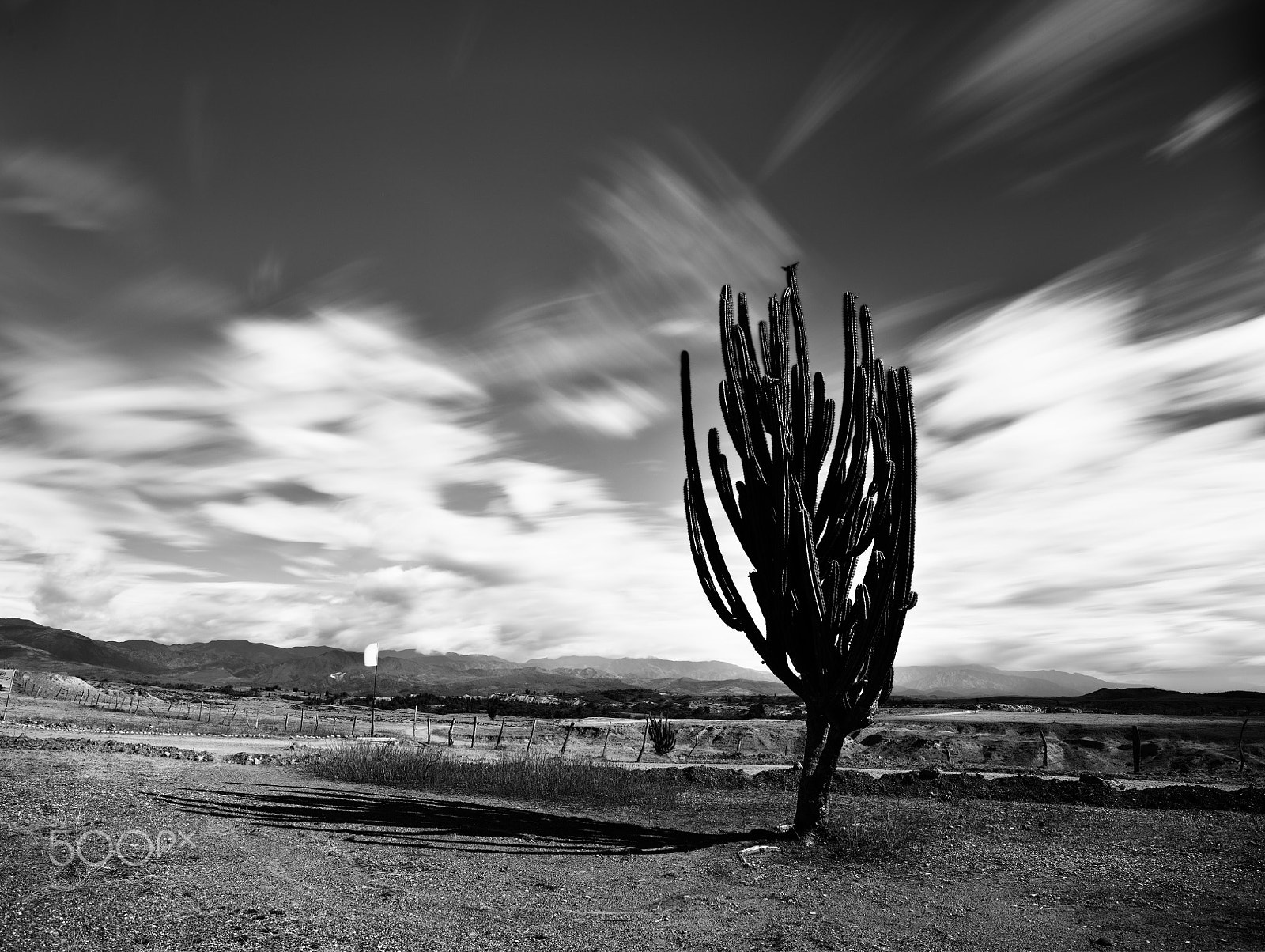 Pentax 645Z sample photo. Cactus photography