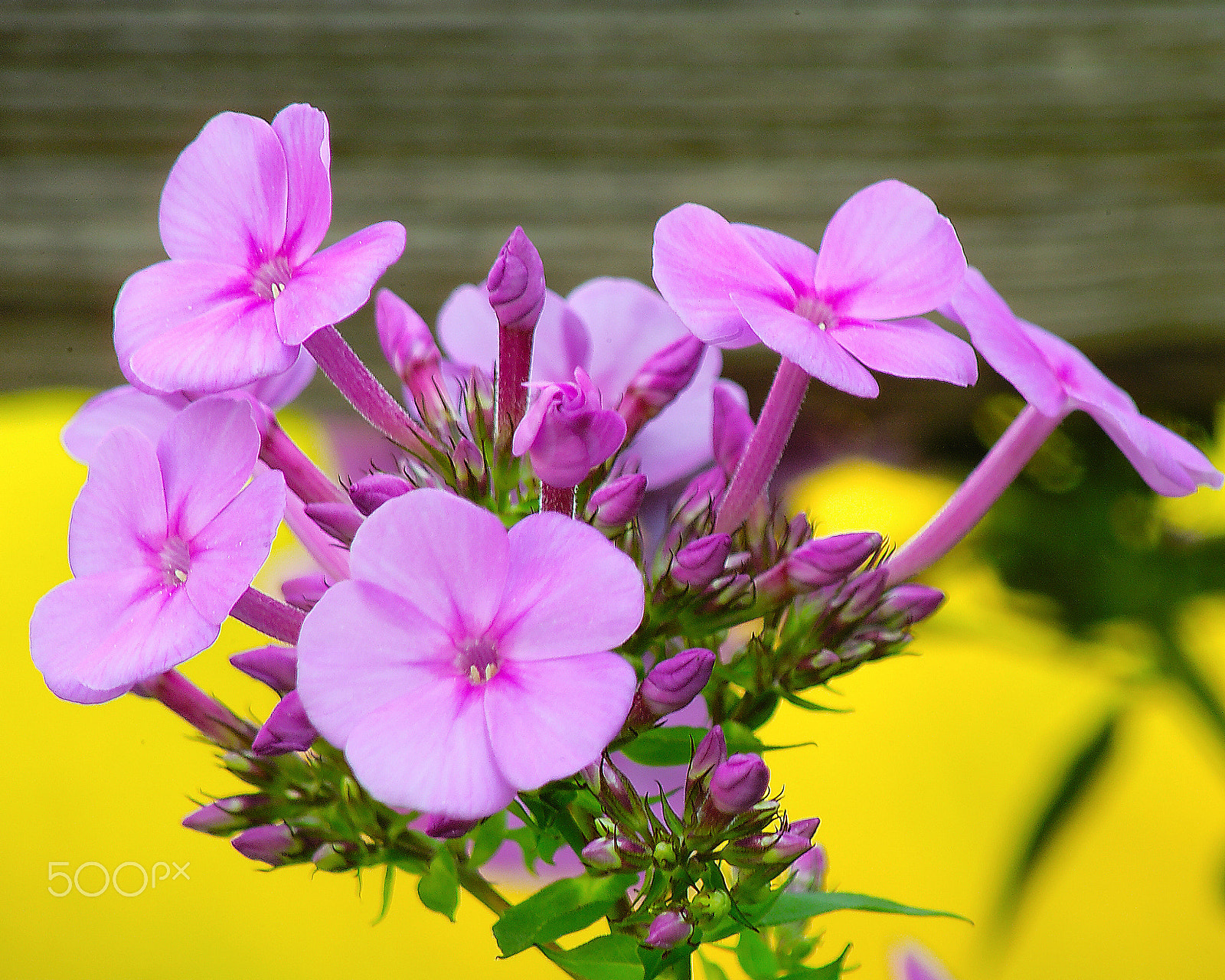 Kodak DCS Pro 14N sample photo. Violet flowers photography