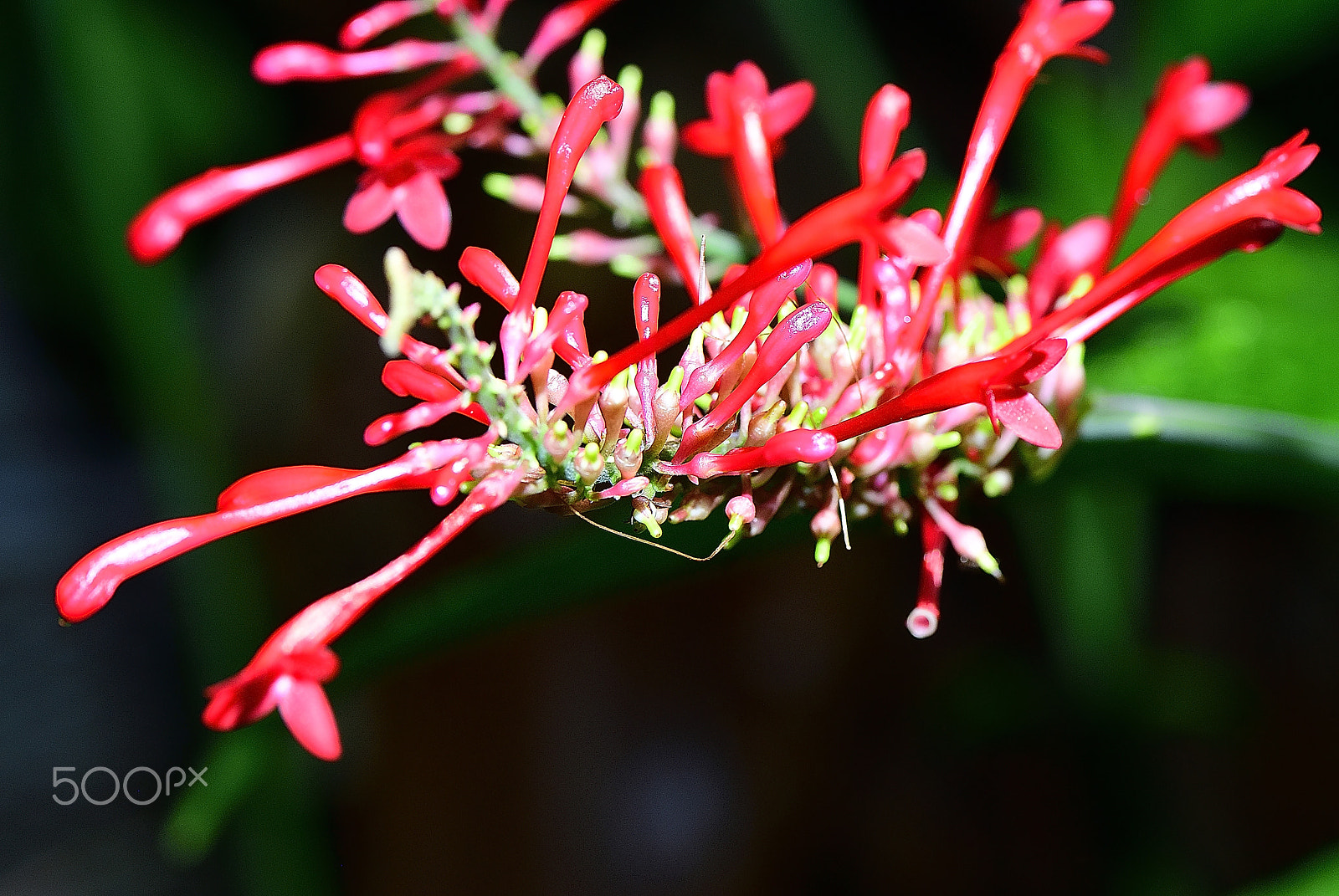 Nikon D200 sample photo. Lonicera sempervirens~突抜忍冬~ photography
