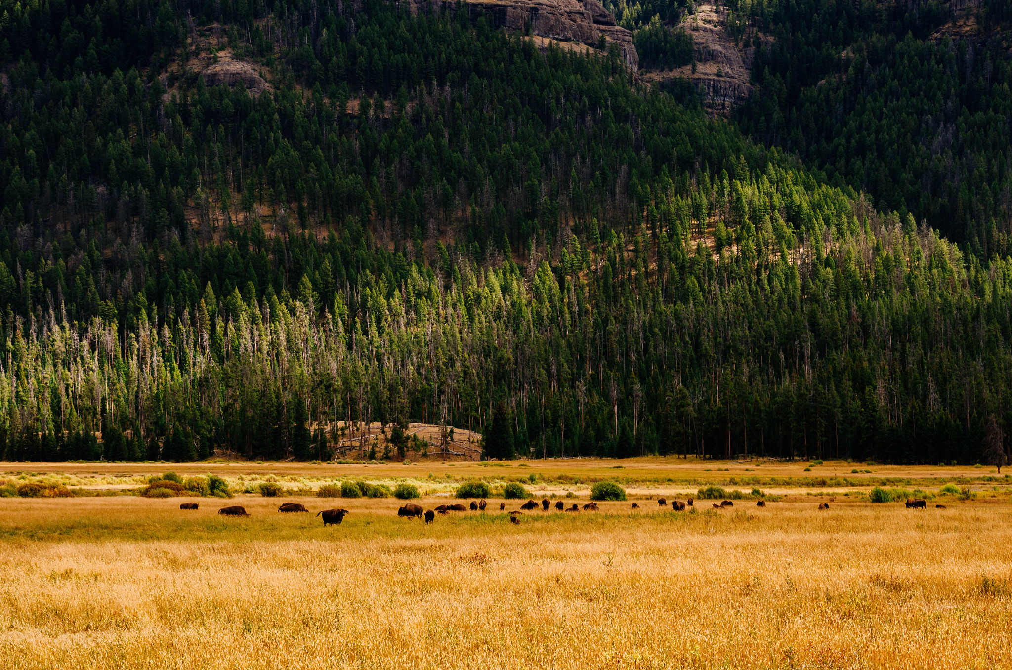 smc PENTAX-DA L 55-300mm F4-5.8 ED sample photo. Bisons photography