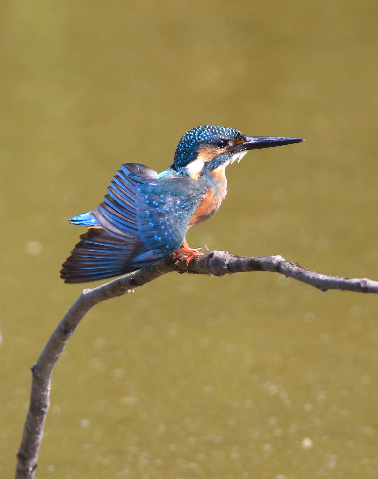 Canon EF 600mm F4L IS II USM sample photo. 273 photography