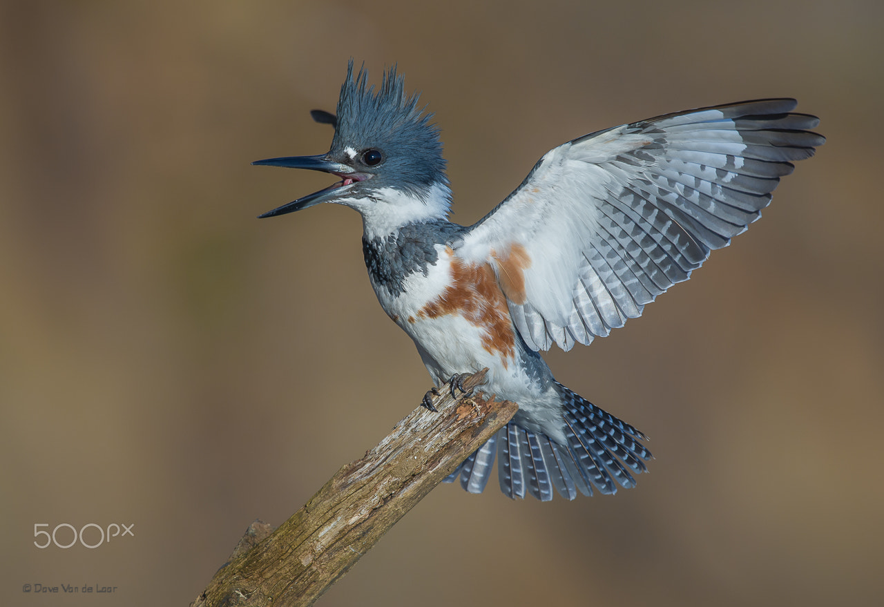 Nikon D3S + Nikon AF-S Nikkor 600mm F4G ED VR sample photo. Belted kingfisher photography