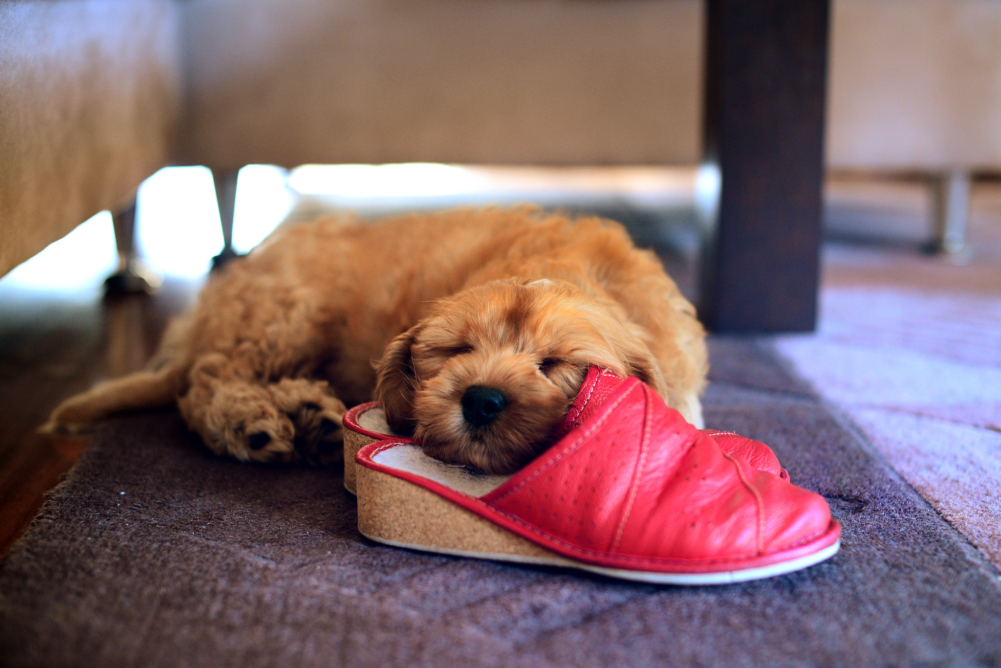 Nikon AF Nikkor 50mm F1.4D sample photo. The puppy monster sleeps photography