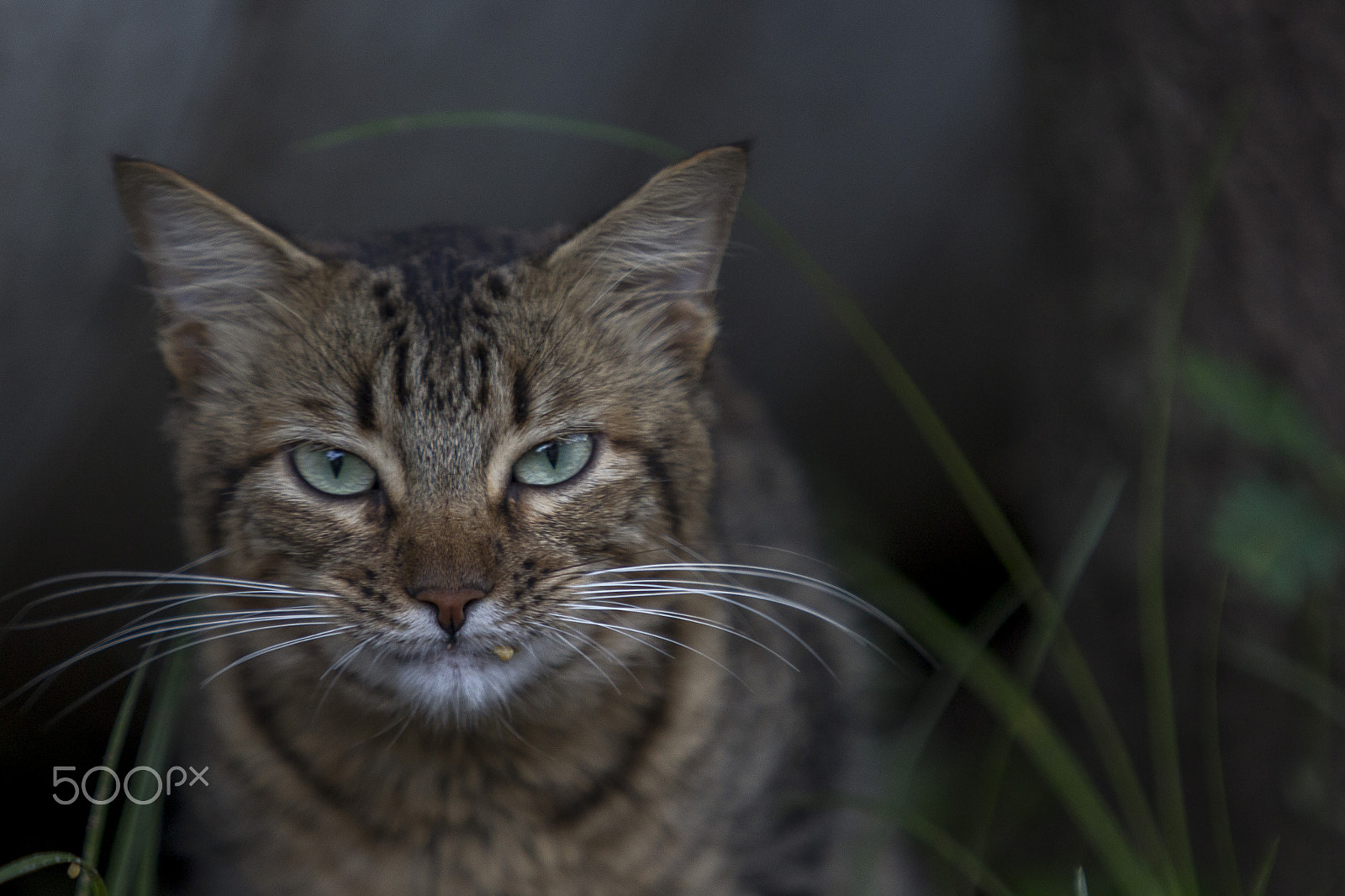 Canon EF 70-200mm F2.8L IS USM sample photo. Cat photography