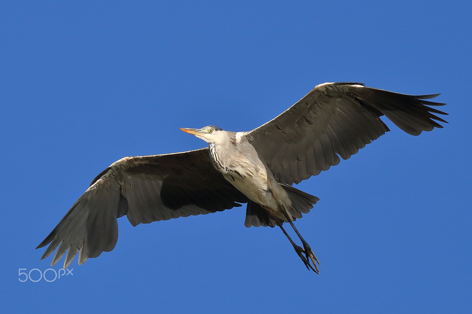 Canon EOS 750D (EOS Rebel T6i / EOS Kiss X8i) + Canon EF 100-400mm F4.5-5.6L IS II USM sample photo. Grey heron photography