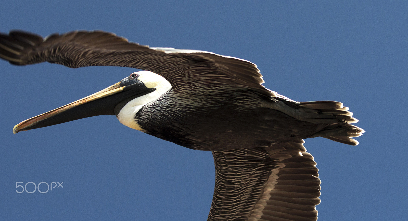 Canon EF 70-200mm F2.8L IS USM sample photo. Pelican -choroni photography