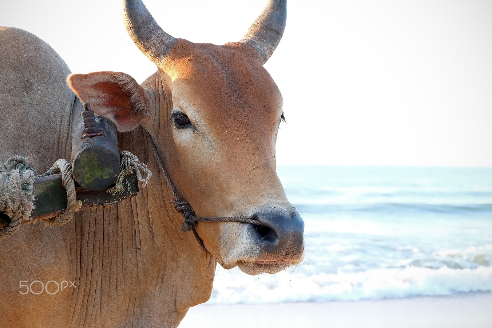 Fujifilm XC 16-50mm F3.5-5.6 OIS II sample photo. The cow on beach photography