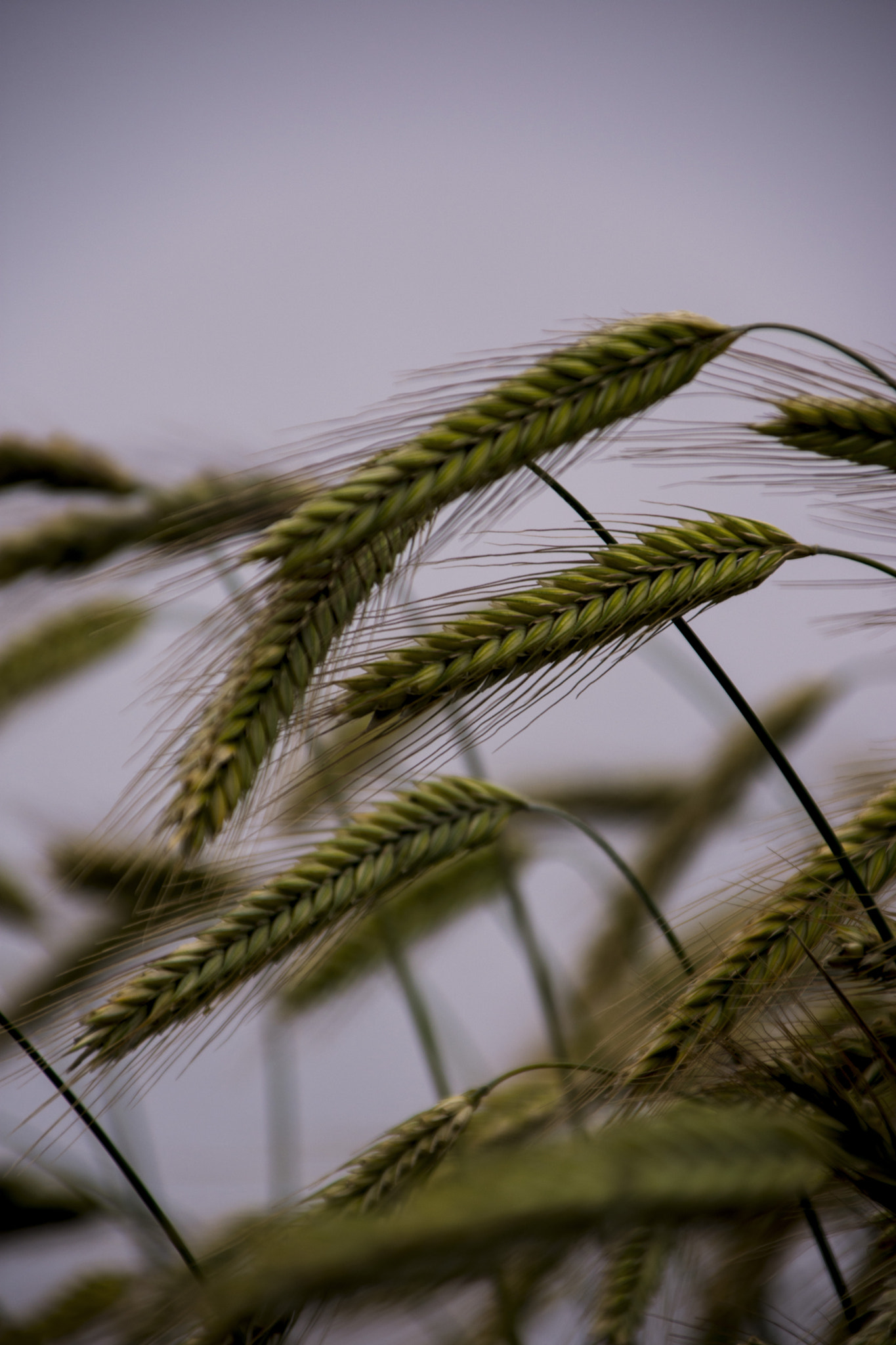 Sigma 28-300mm F3.5-6.3 DG Macro sample photo. Wind bend photography