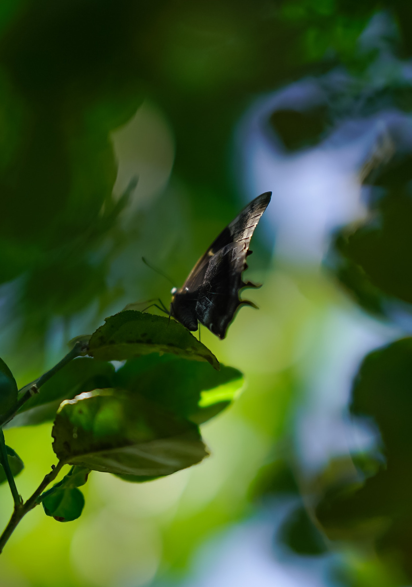 Sony FE 85mm F1.4 GM sample photo. Big bokeh photography
