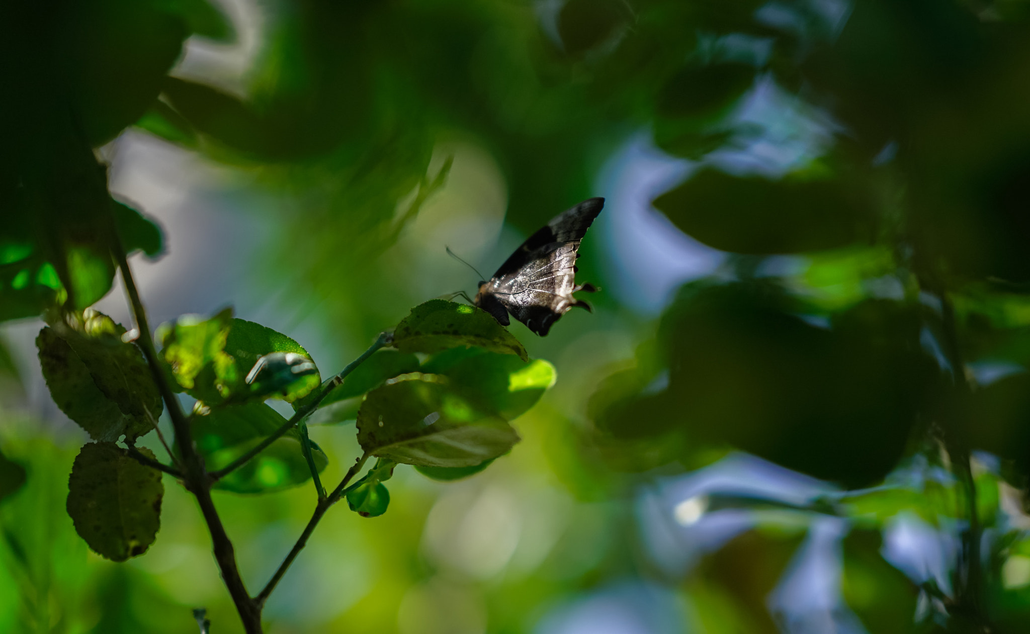 Sony FE 85mm F1.4 GM sample photo. Butterfly garden photography