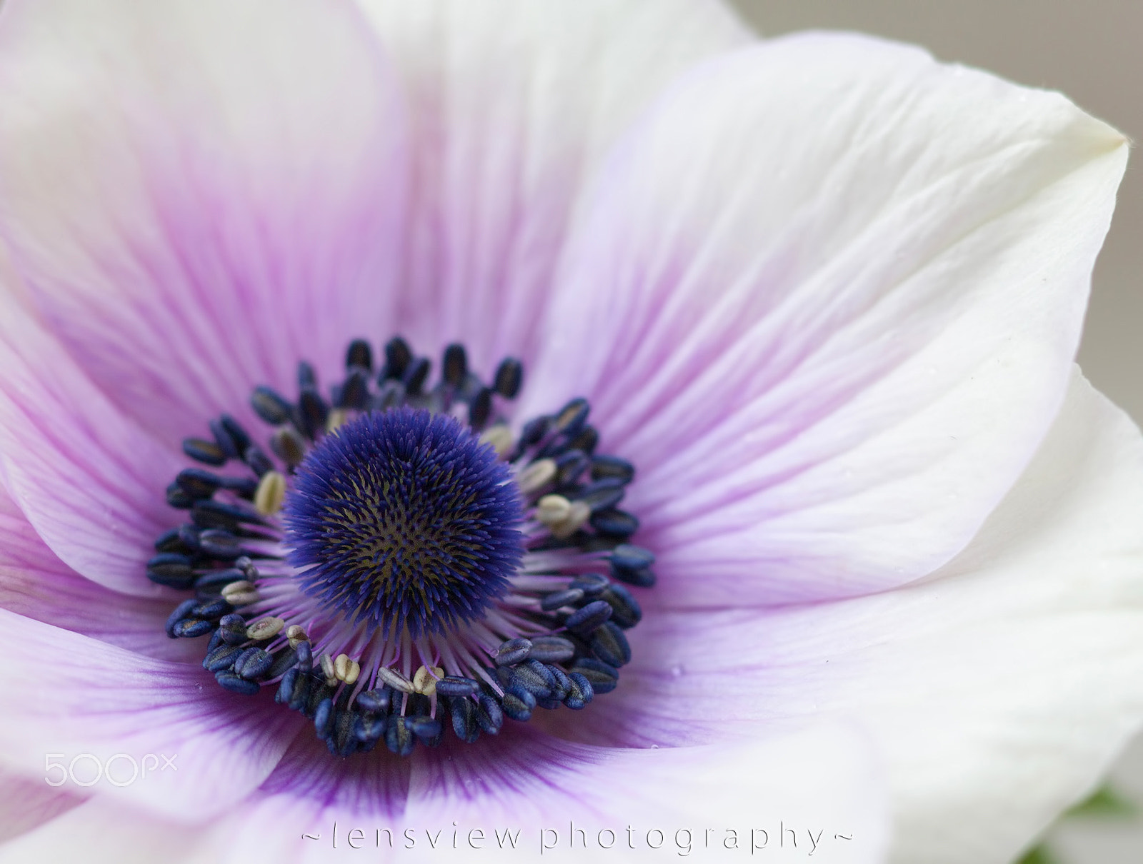 Sigma 105mm F2.8 EX DG Macro sample photo. :: photography