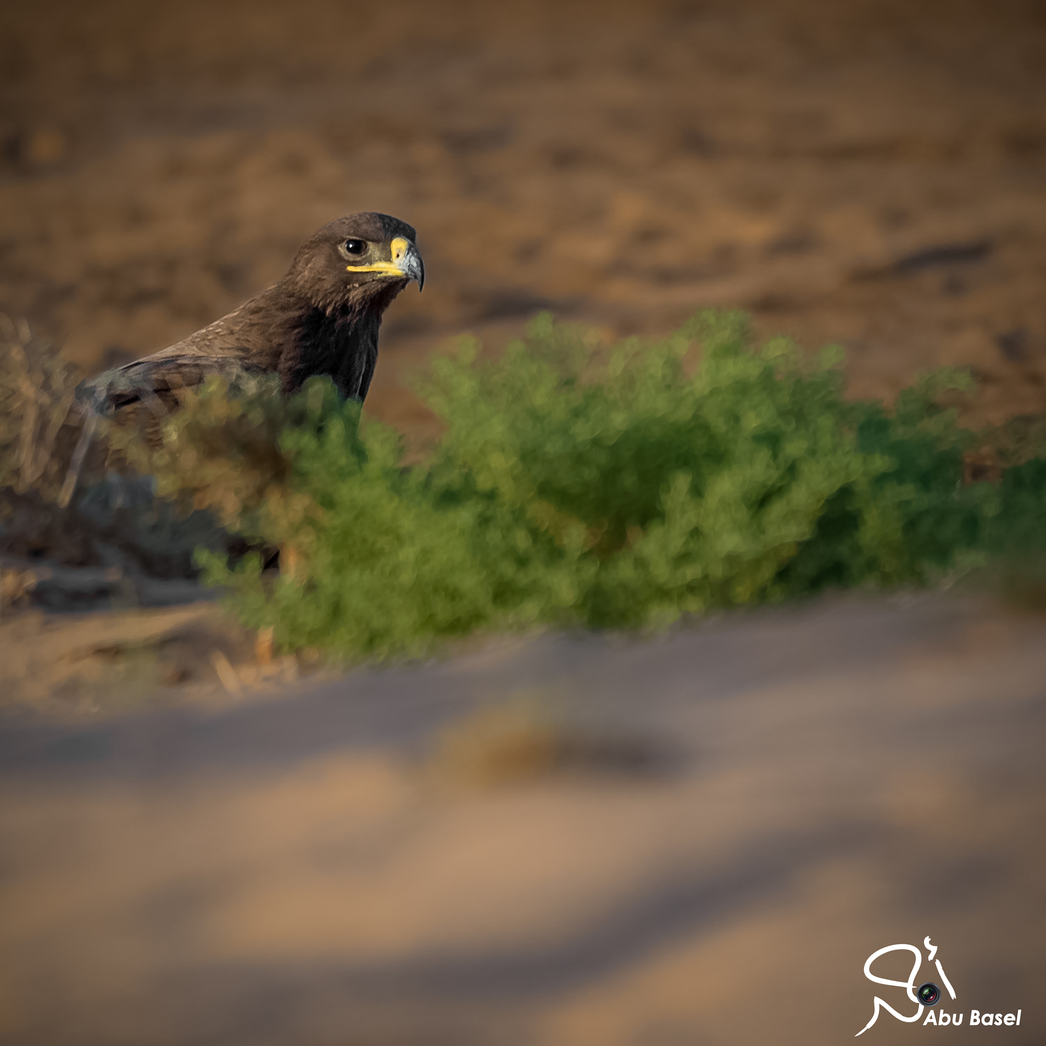 Sigma 150-600mm F5-6.3 DG OS HSM | S sample photo