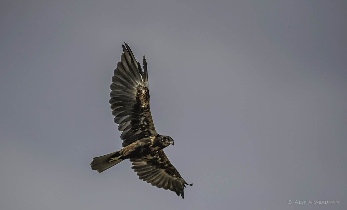 Nikon AF-S Nikkor 800mm F5.6E FL ED VR sample photo. Hunter's flight photography