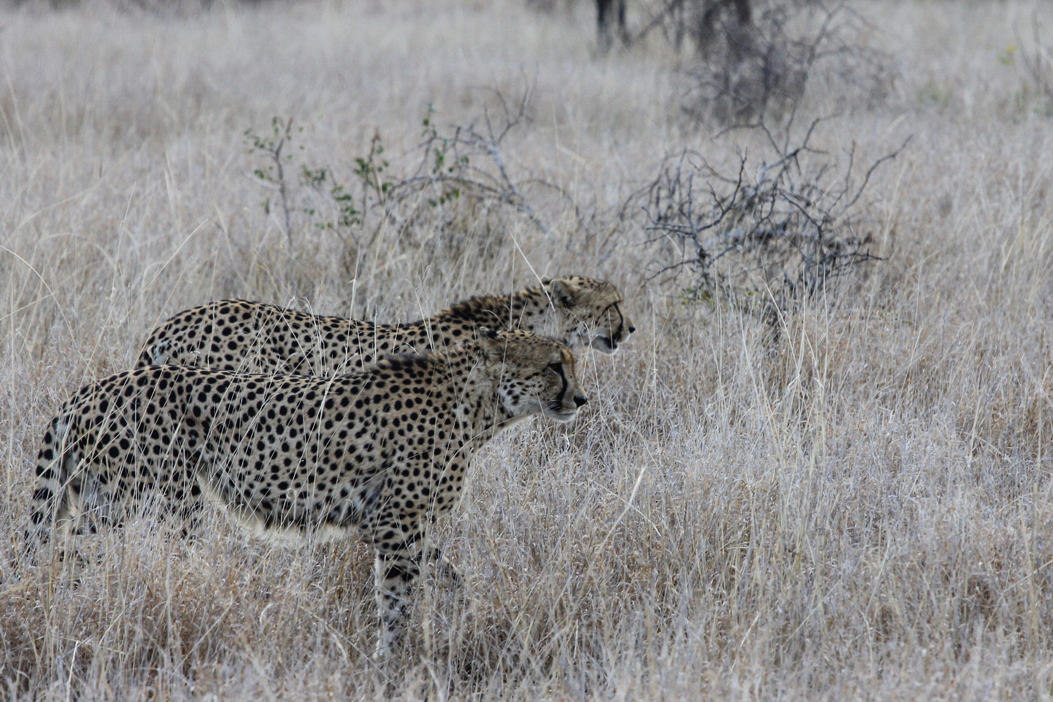 Canon EF 100-400mm F4.5-5.6L IS USM sample photo. Fastest land mammal out for a sedate stroll photography