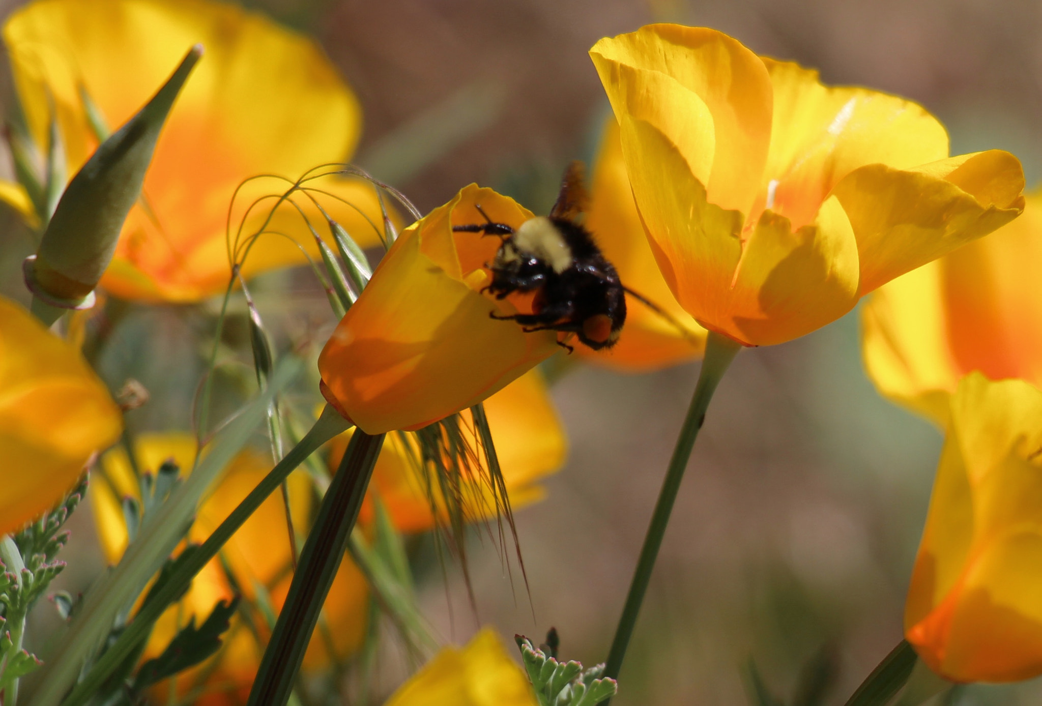 Canon EOS 100D (EOS Rebel SL1 / EOS Kiss X7) sample photo. The work of summer photography