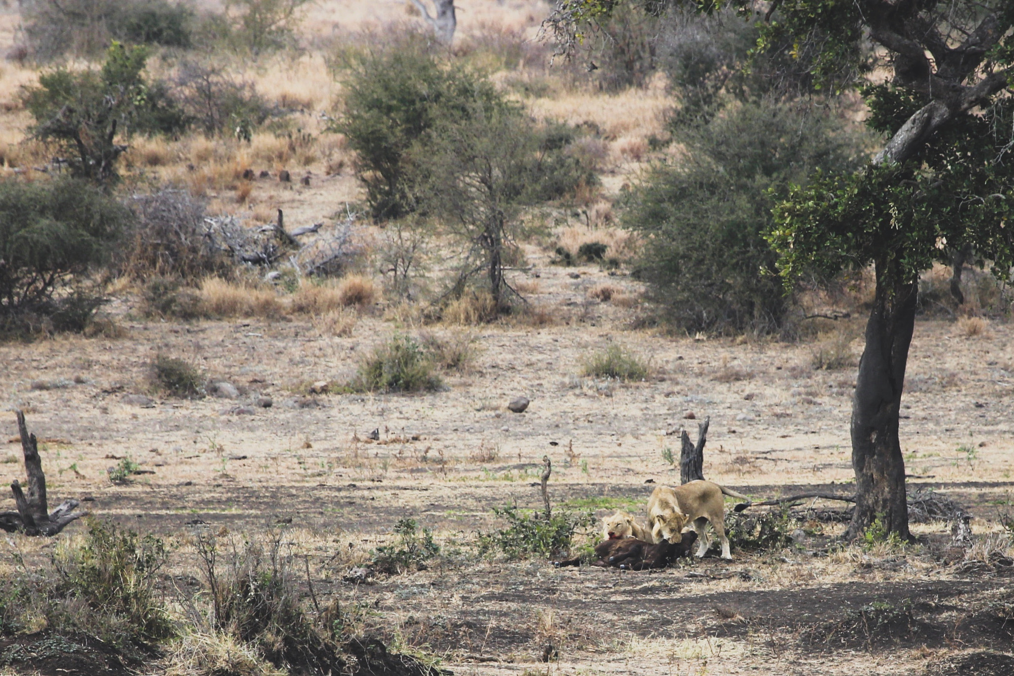 Canon EOS 1100D (EOS Rebel T3 / EOS Kiss X50) + Canon EF 100-400mm F4.5-5.6L IS USM sample photo. Two young male lions with a very fresh kill. the y ... photography