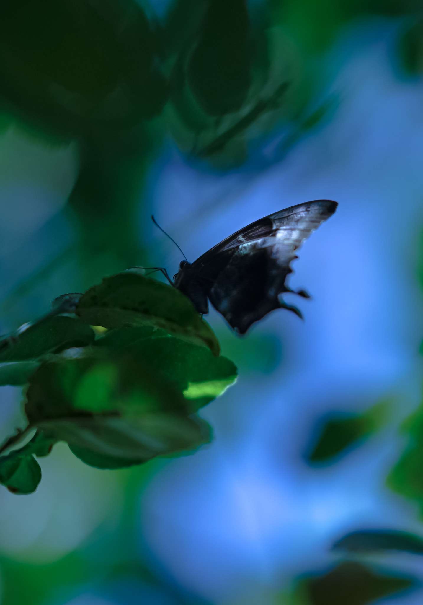 Sony FE 85mm F1.4 GM sample photo