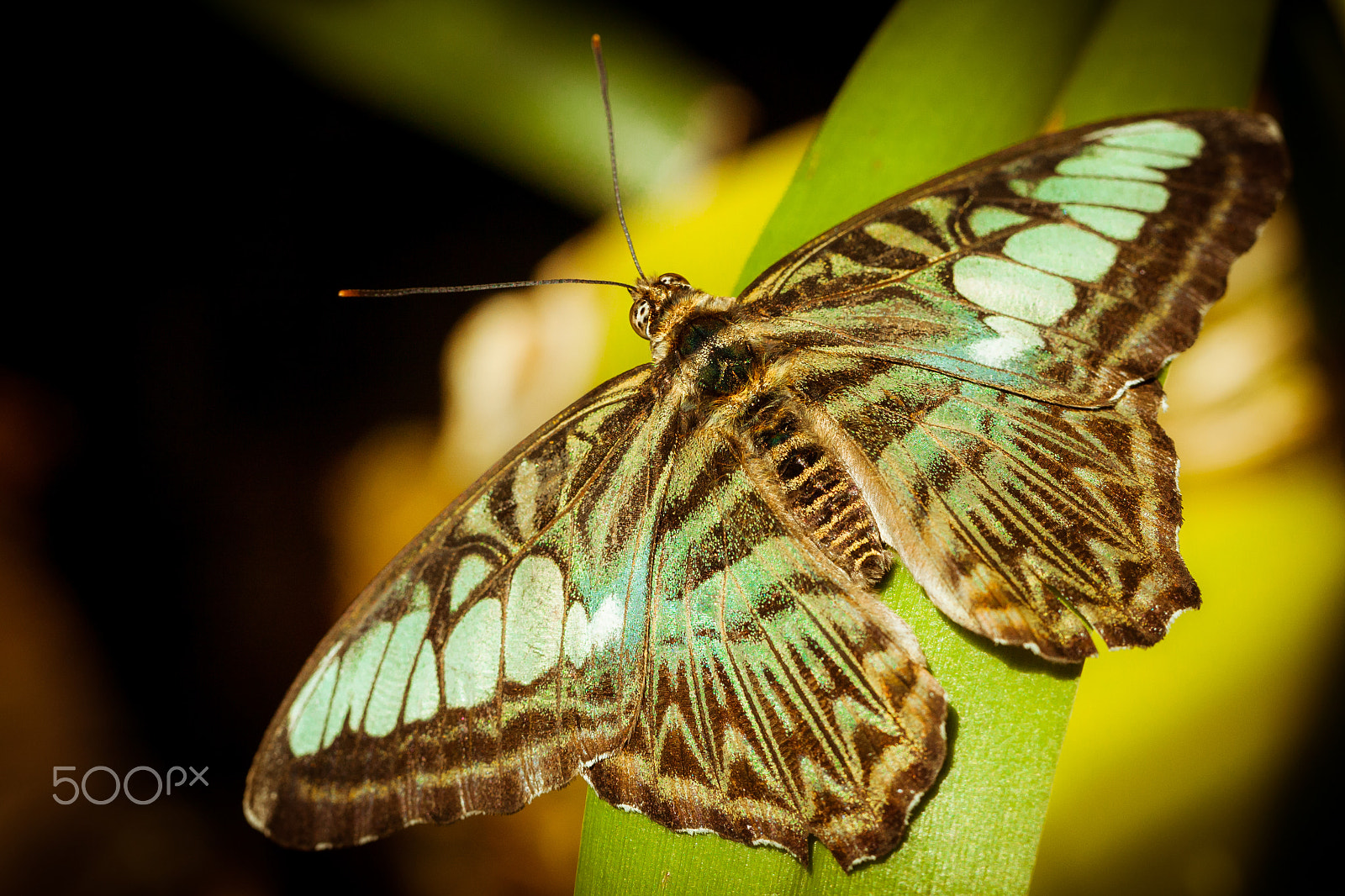 Canon EF 100mm F2.8L Macro IS USM sample photo. A parthenos clipper photography