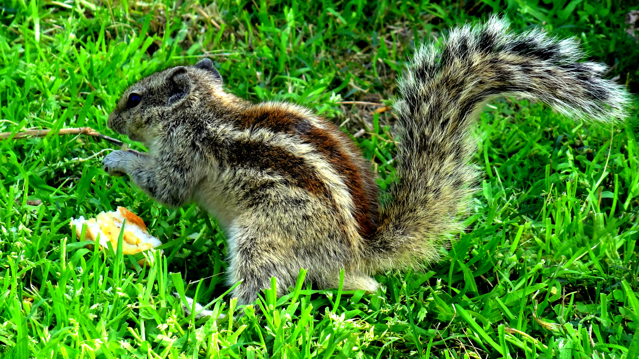 Sony Cyber-shot DSC-HX7V sample photo. Hungry squirrel photography