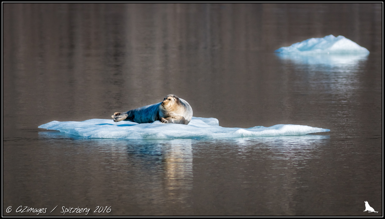 Canon EF 300mm F4L IS USM sample photo. Phoque barbu photography