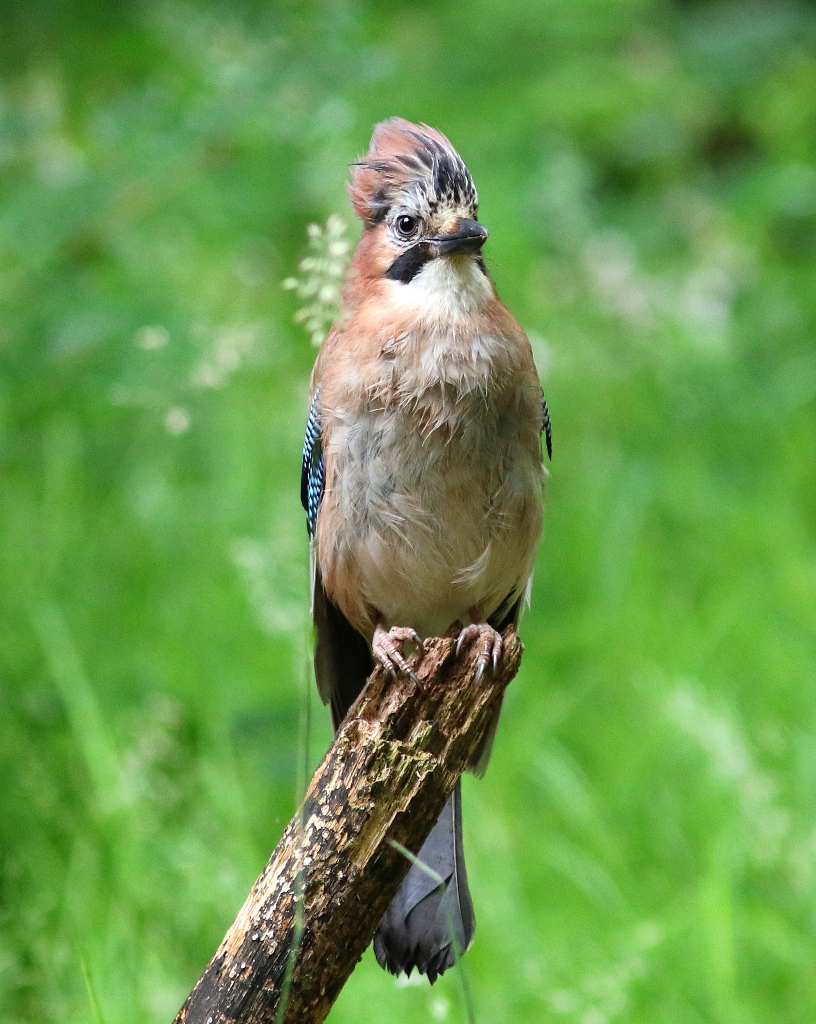 Canon EF 300mm F4L IS USM sample photo. Elvis the jay photography