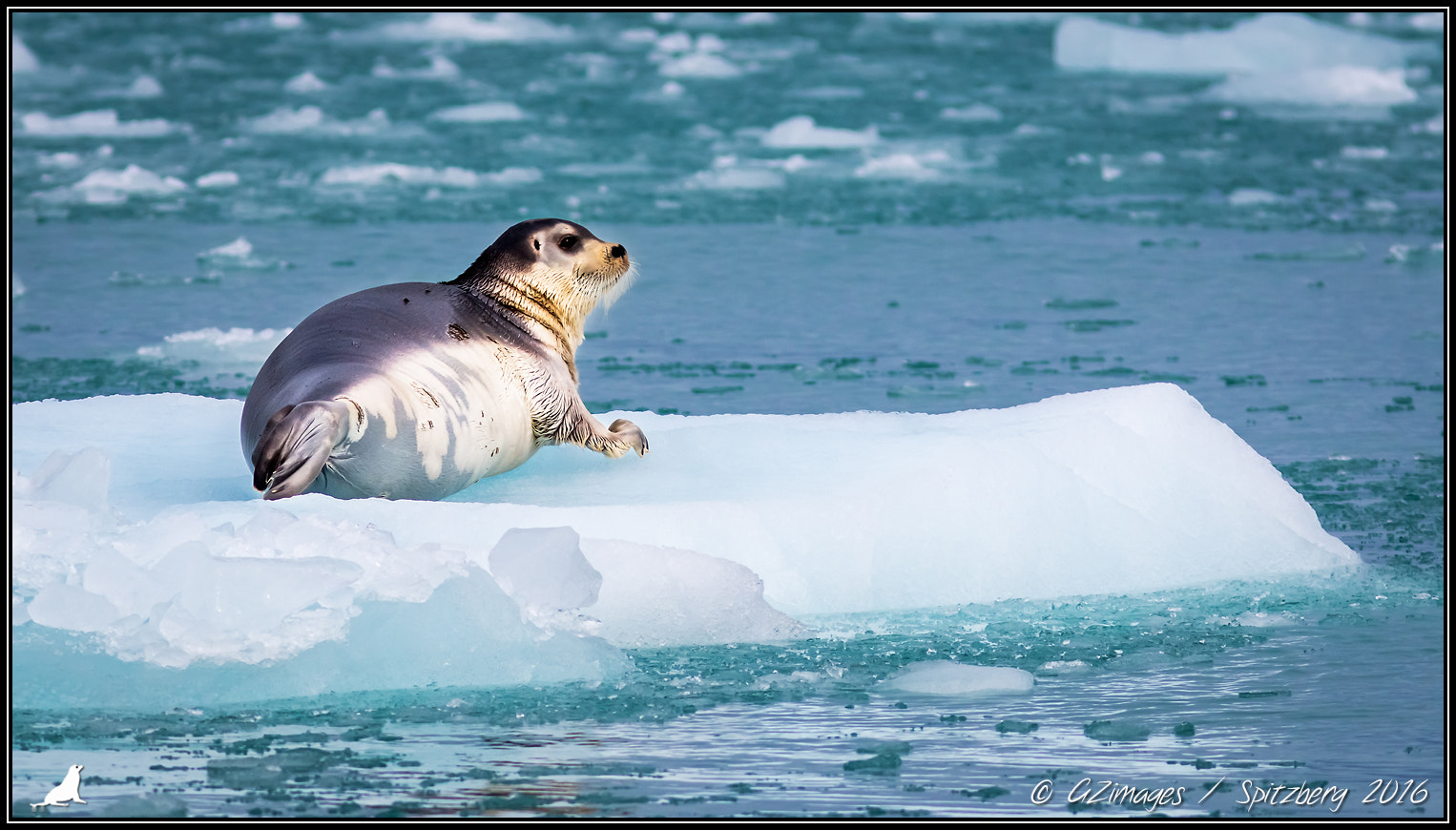 Canon EF 300mm F4L IS USM sample photo. Phoque barbu photography