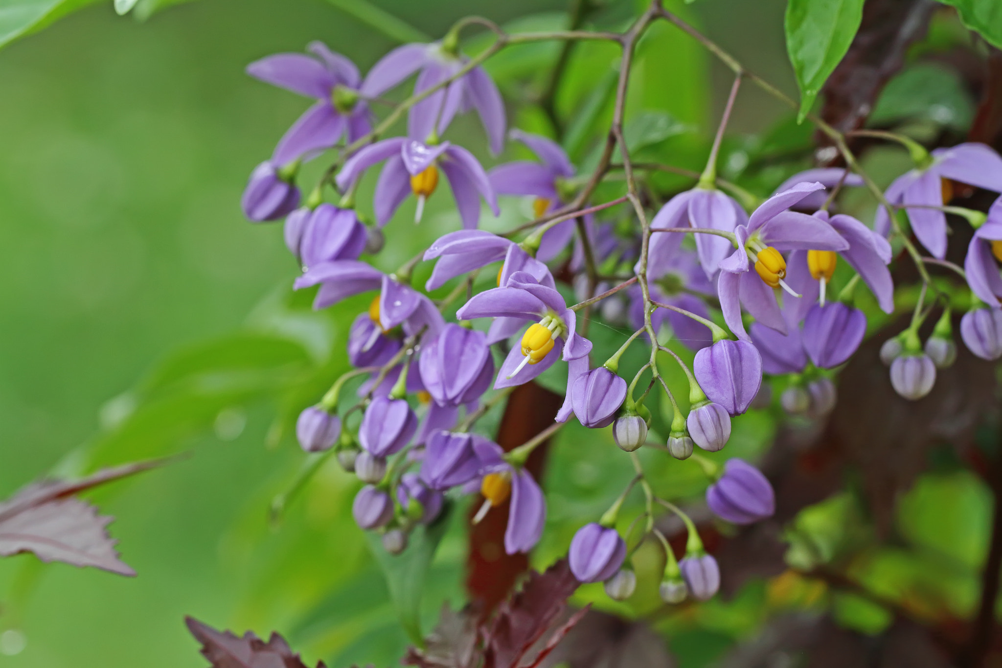 Canon EOS 7D sample photo. Purple flowers in wild nature photography