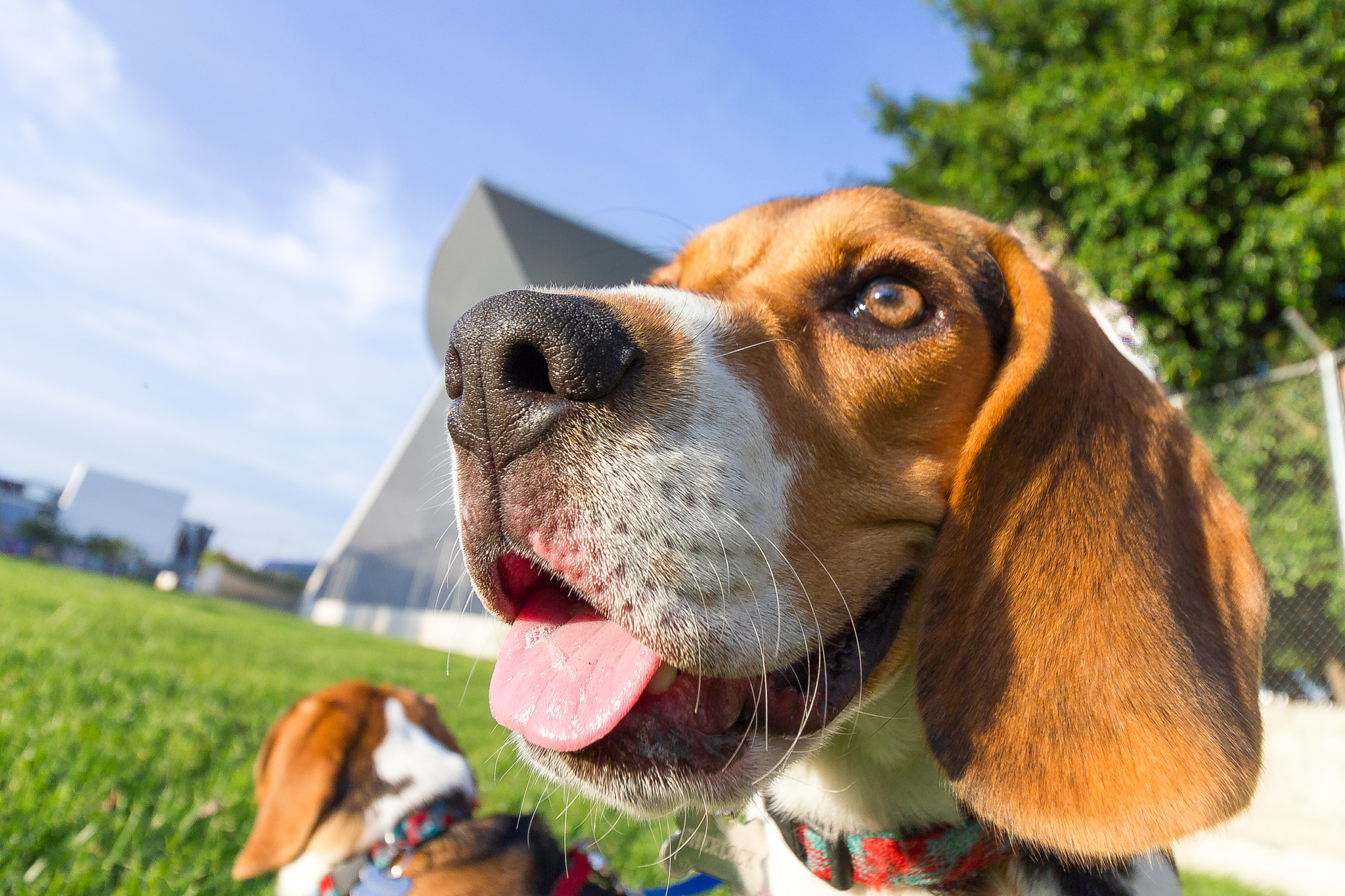 Canon EOS 550D (EOS Rebel T2i / EOS Kiss X4) sample photo. Sherlock the beagle photography