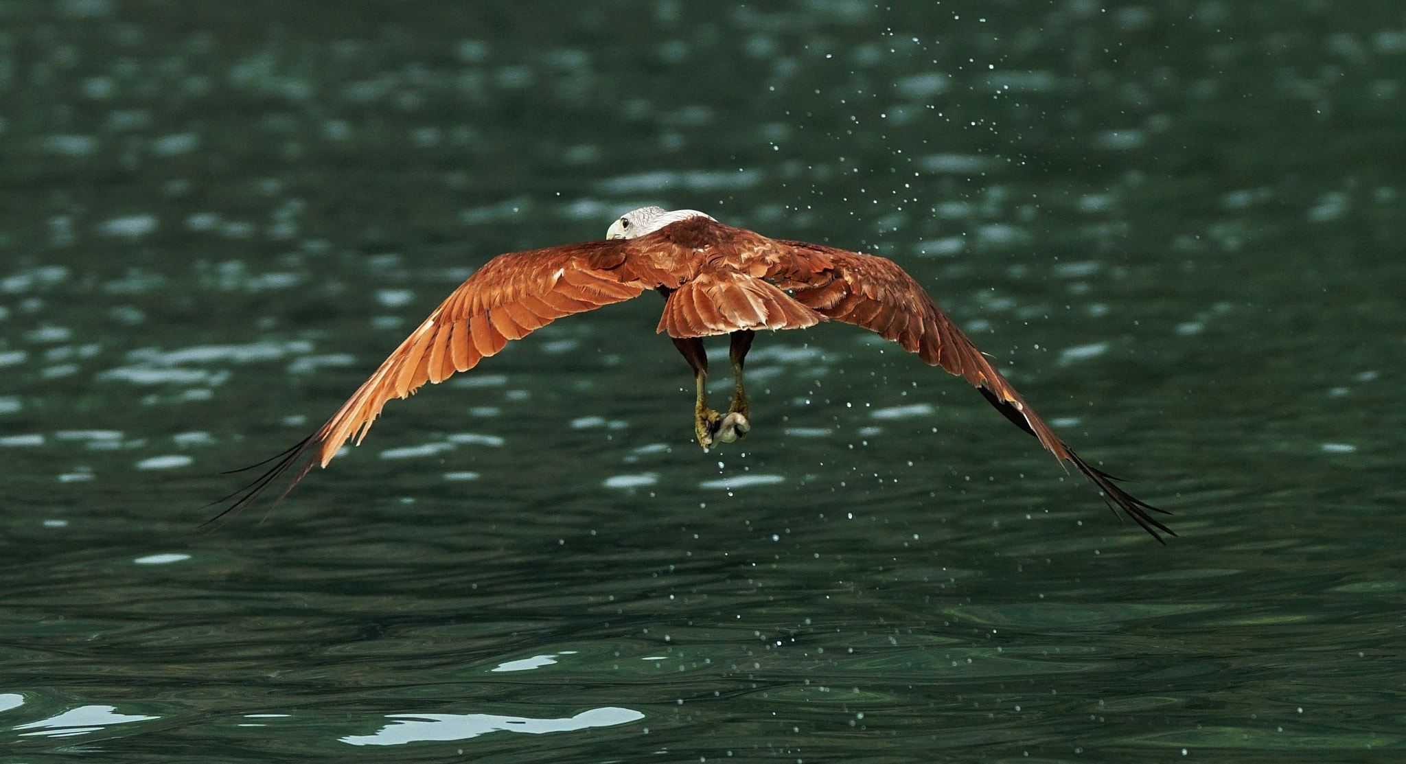 Sony 70-400mm F4-5.6 G SSM II sample photo. Homeward bound photography