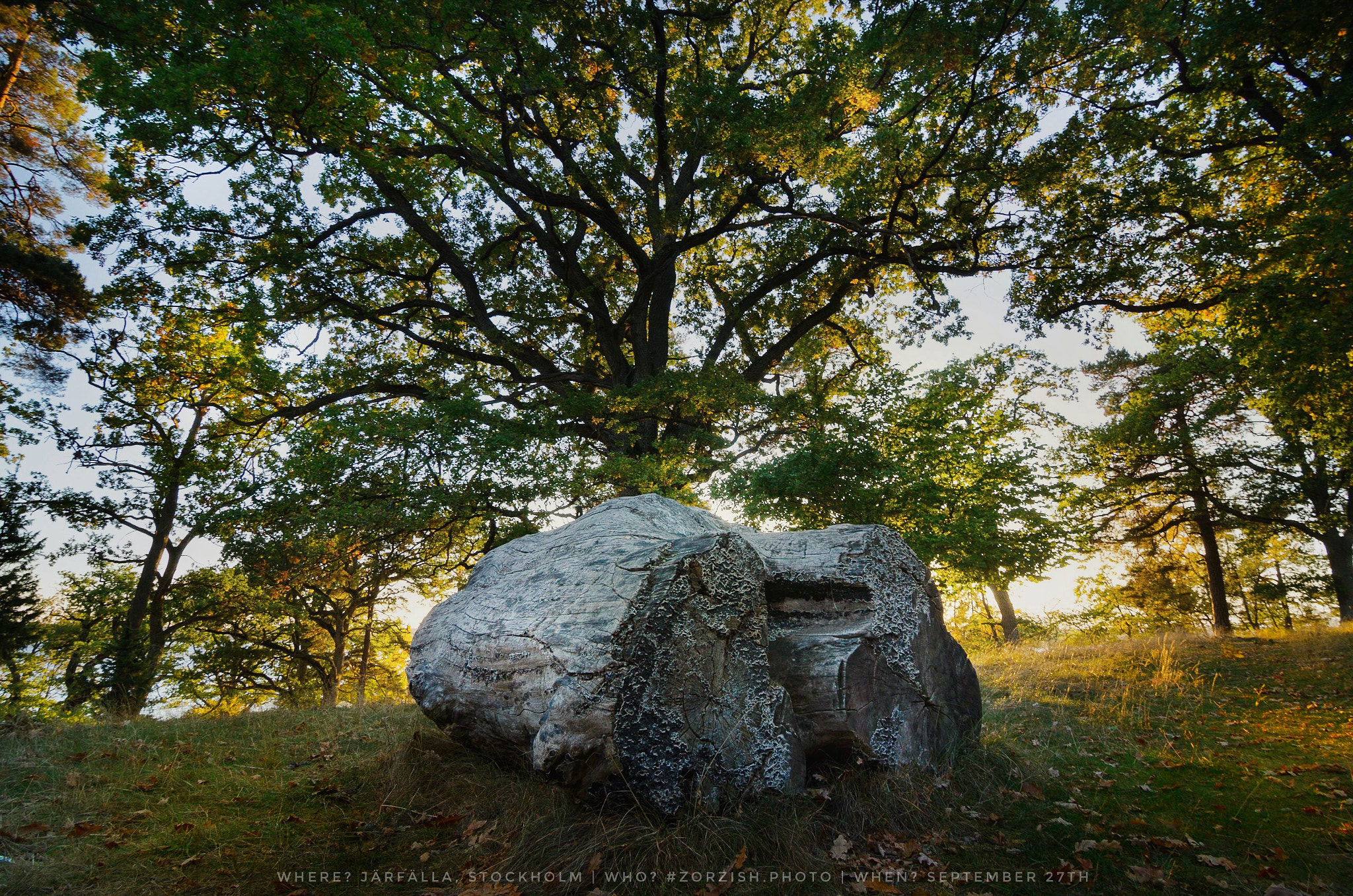 Tokina AT-X Pro 11-16mm F2.8 DX sample photo. Life and death.. old oak-logs lying in front of a healthy majestic oak  photography