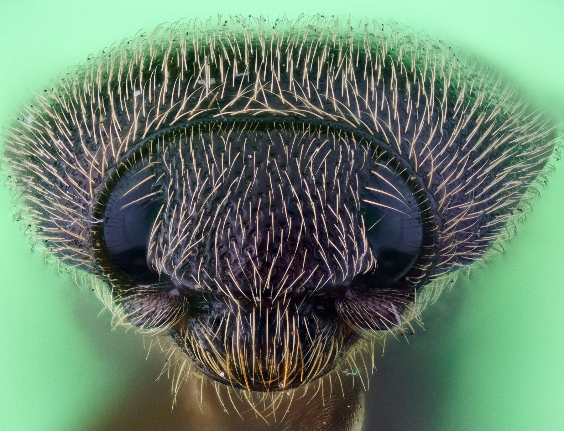 90mm F2.8 sample photo. Click beetle photography