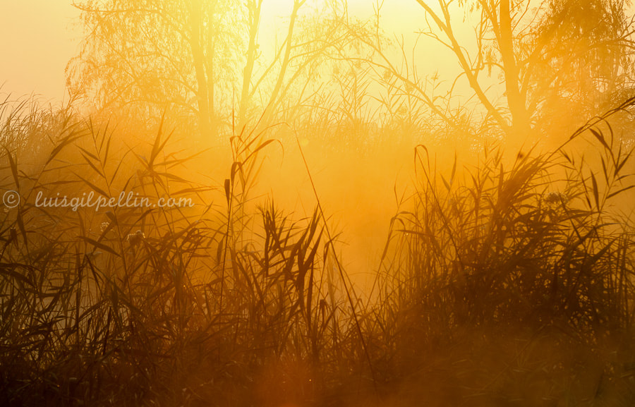 Nikon D200 sample photo. Niebla en el cañaveral photography