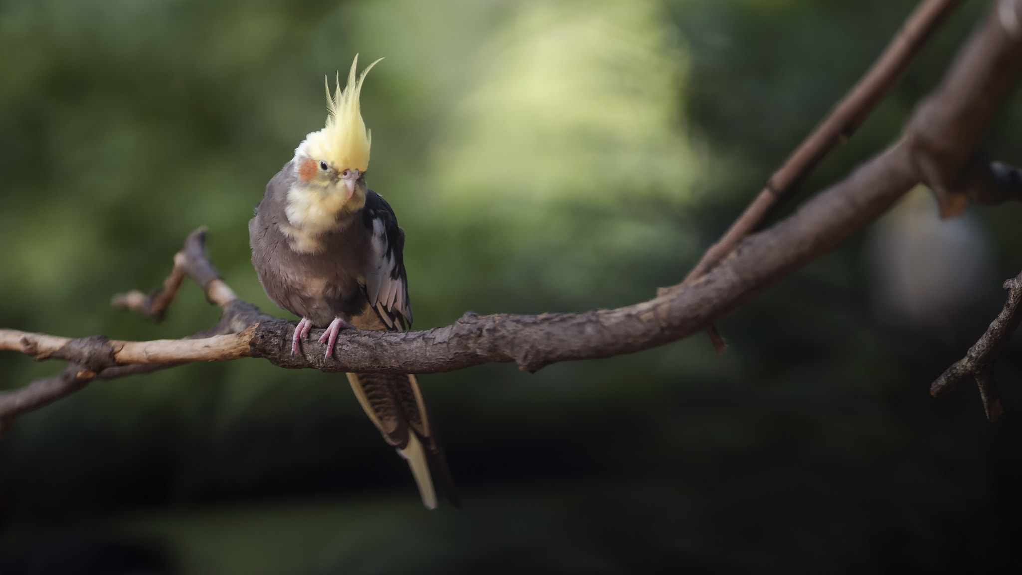 Nikon AF-S Nikkor 300mm F2.8G ED VR II sample photo. Australian cockatiel photography
