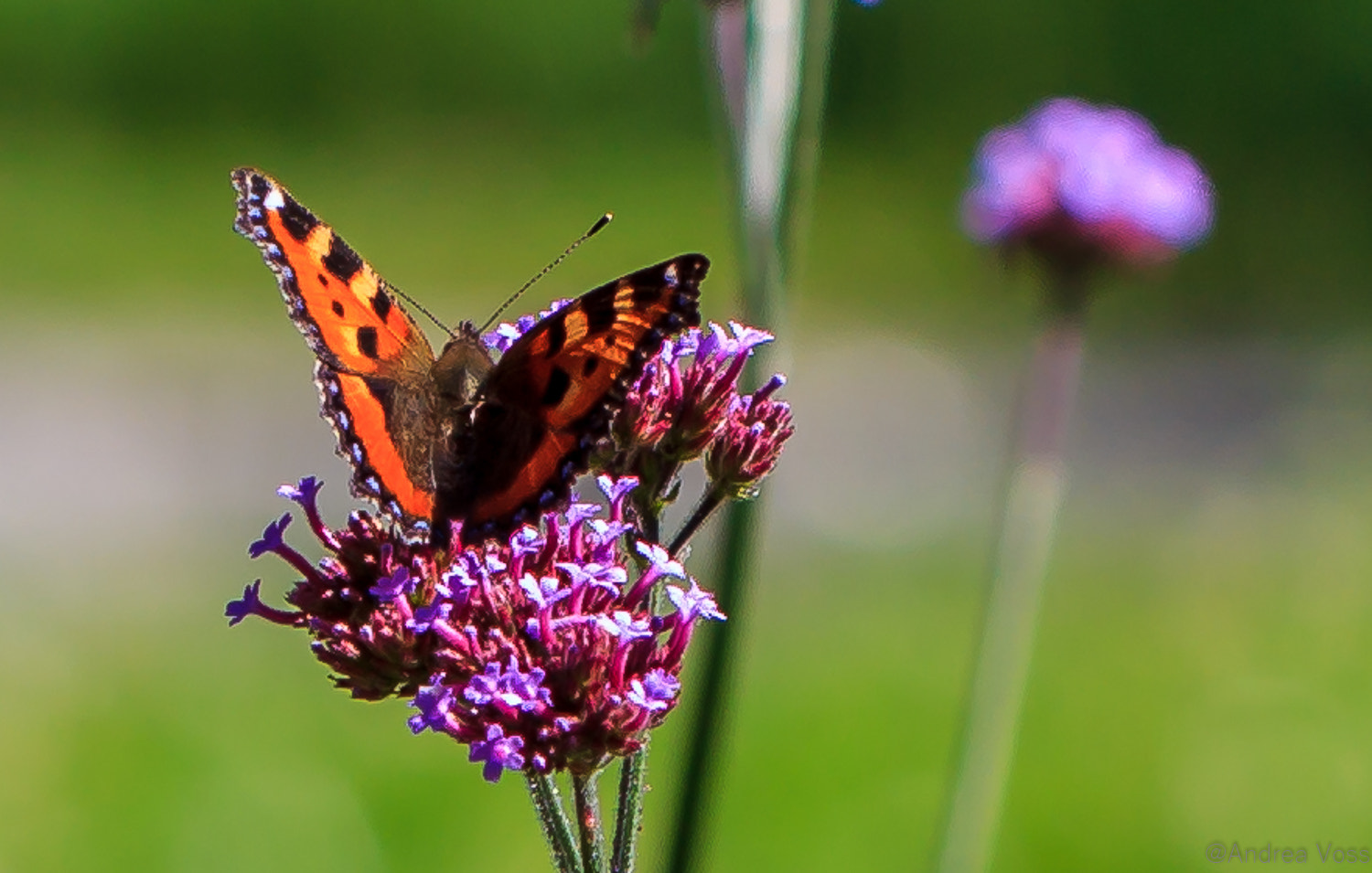 Canon EOS 60D + Canon EF 100mm F2.8L Macro IS USM sample photo. Butterfly photography