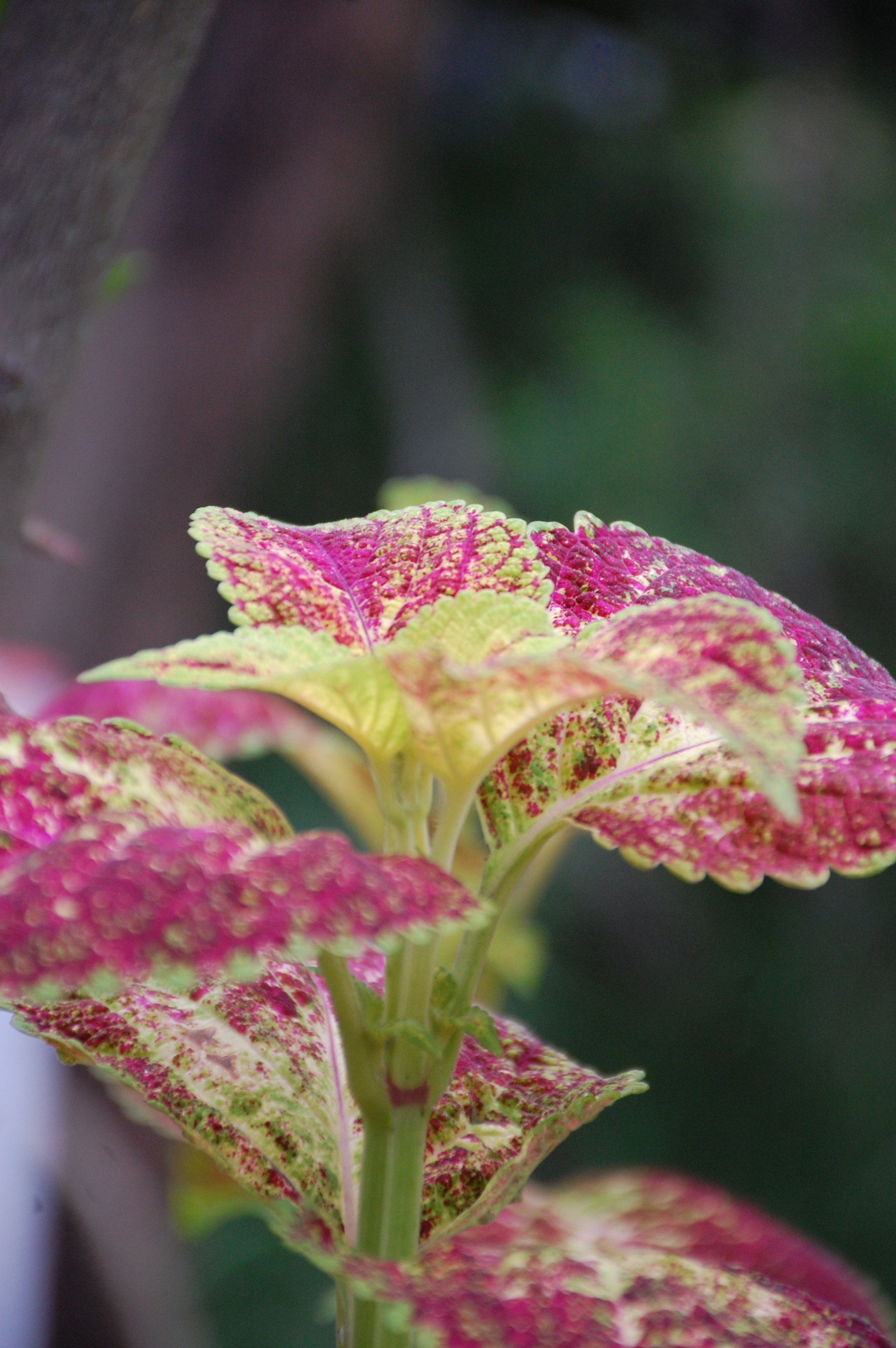 Nikon D40 sample photo