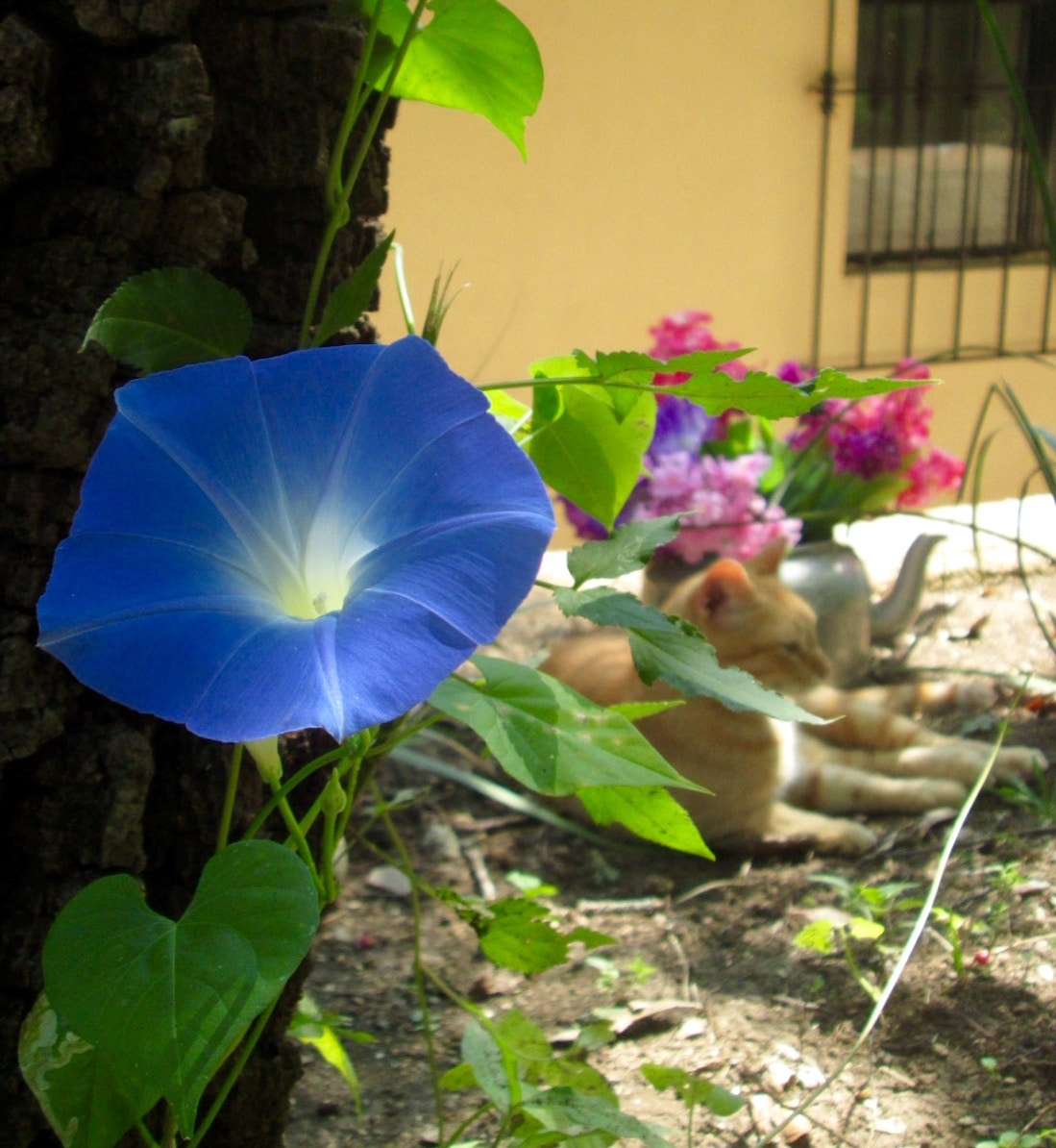 Canon PowerShot A3500 IS sample photo. Flor azul photography