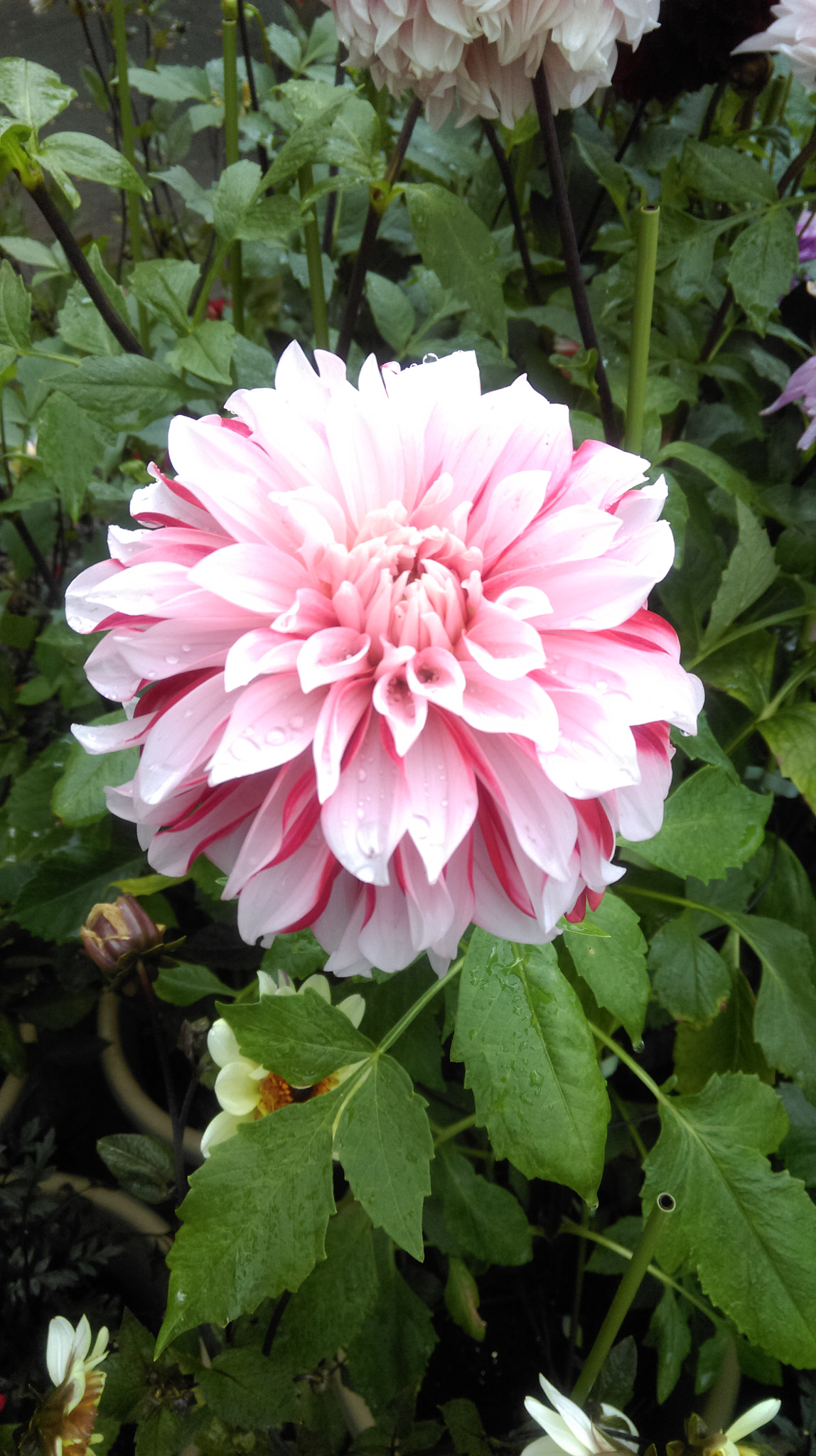 HTC DESIRE 816 sample photo. Garden photography