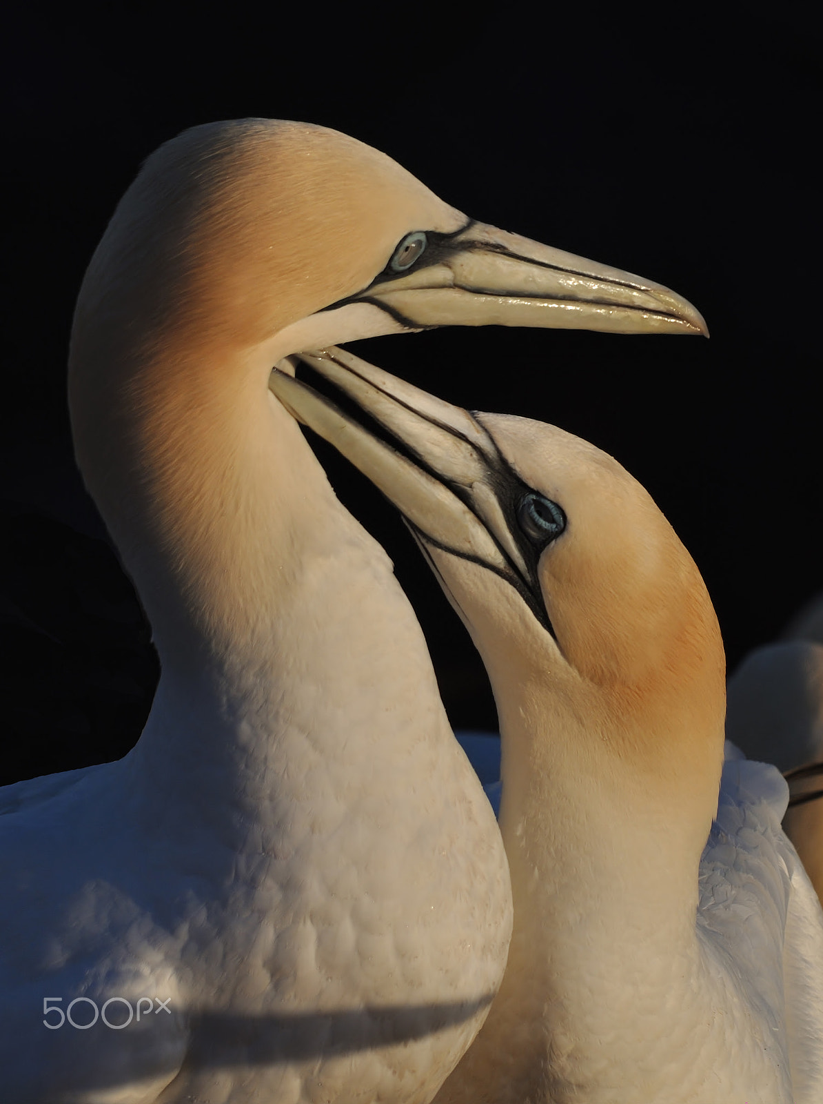 Sigma 150-500mm F5-6.3 DG OS HSM sample photo. Northern gannet photography