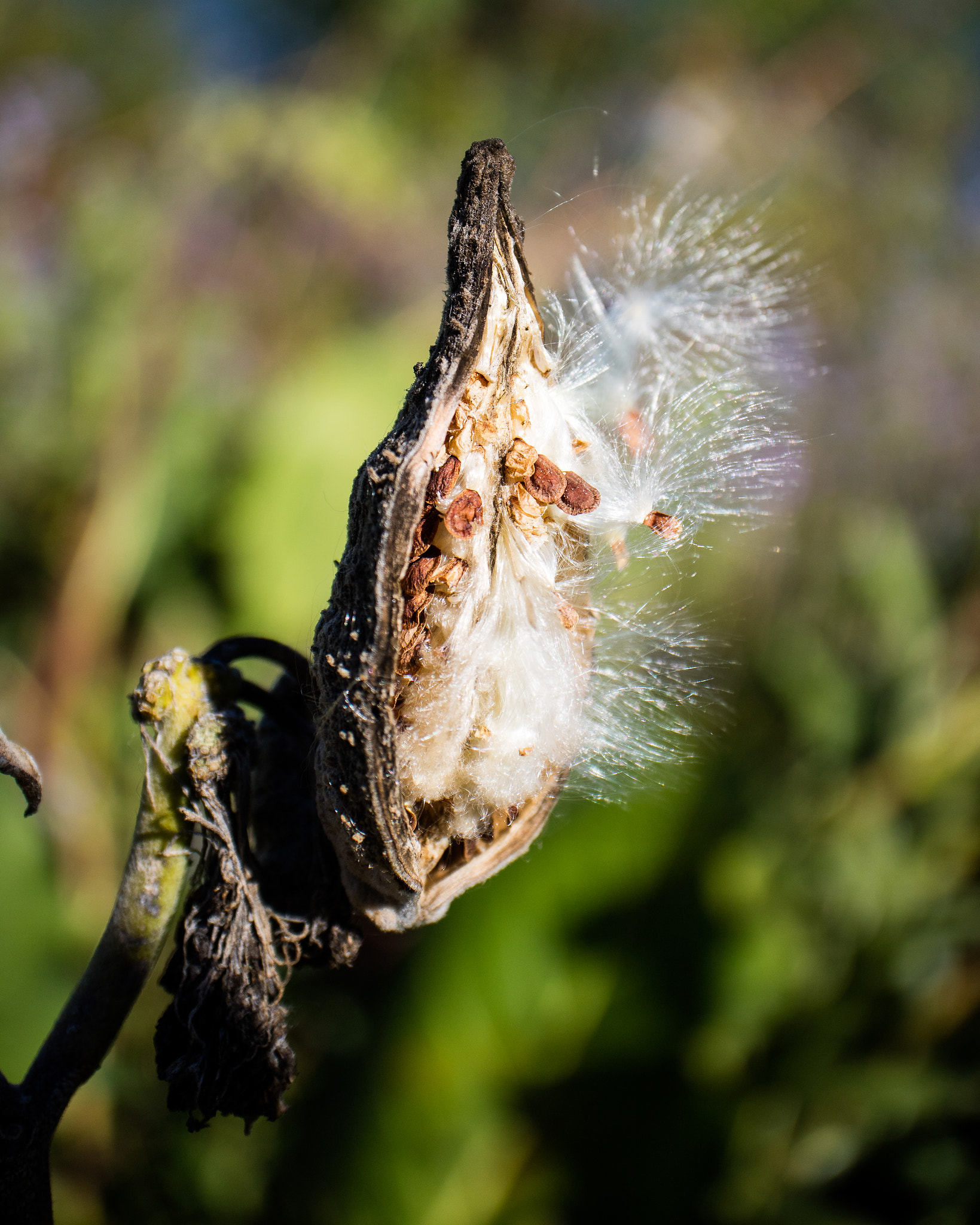 Canon EF-M 28mm F3.5 Macro IS STM sample photo. Milkweed seeds photography