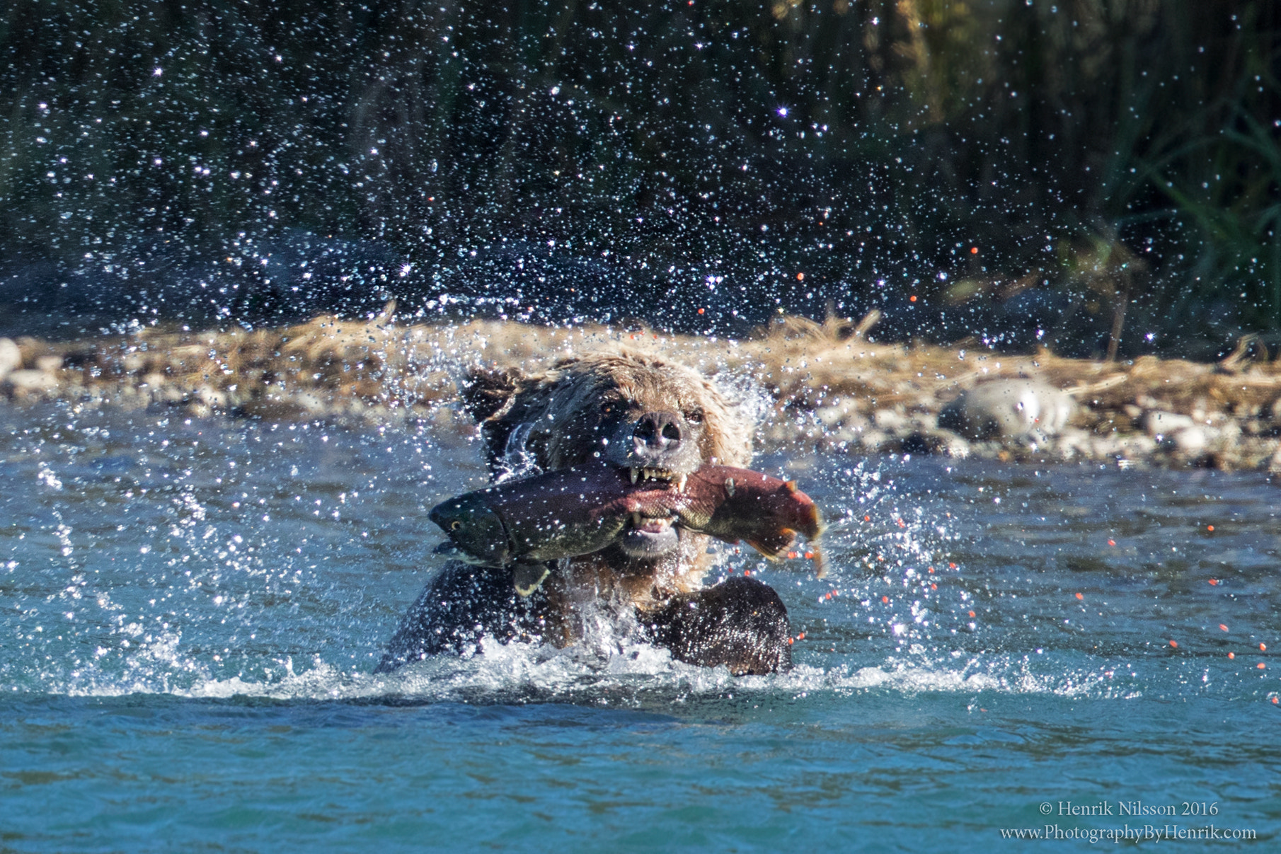 Canon EF 500mm F4L IS II USM sample photo. Salmon shake photography