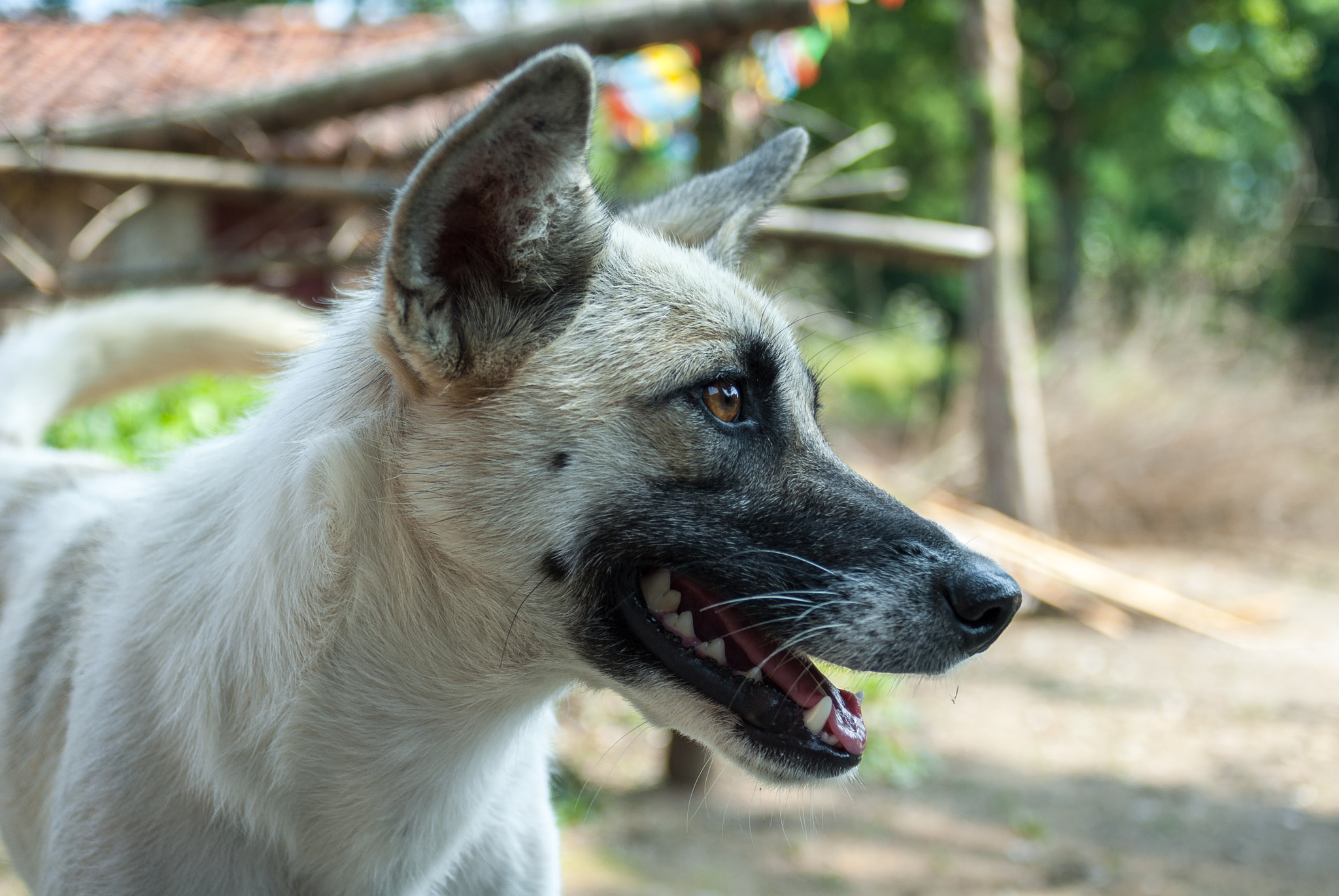 Nikon AF Nikkor 28mm F2.8D sample photo. 侧脸 photography