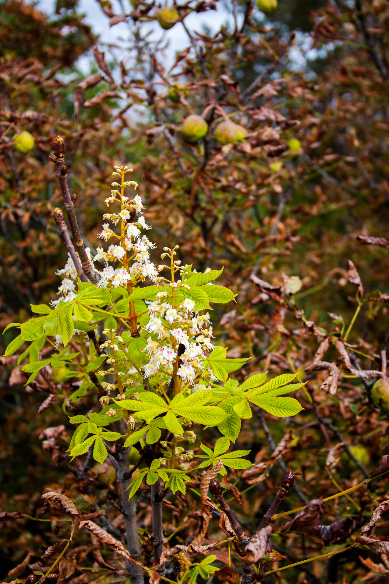 Canon EF 28-135mm F3.5-5.6 IS USM sample photo. Death and birth is always near photography