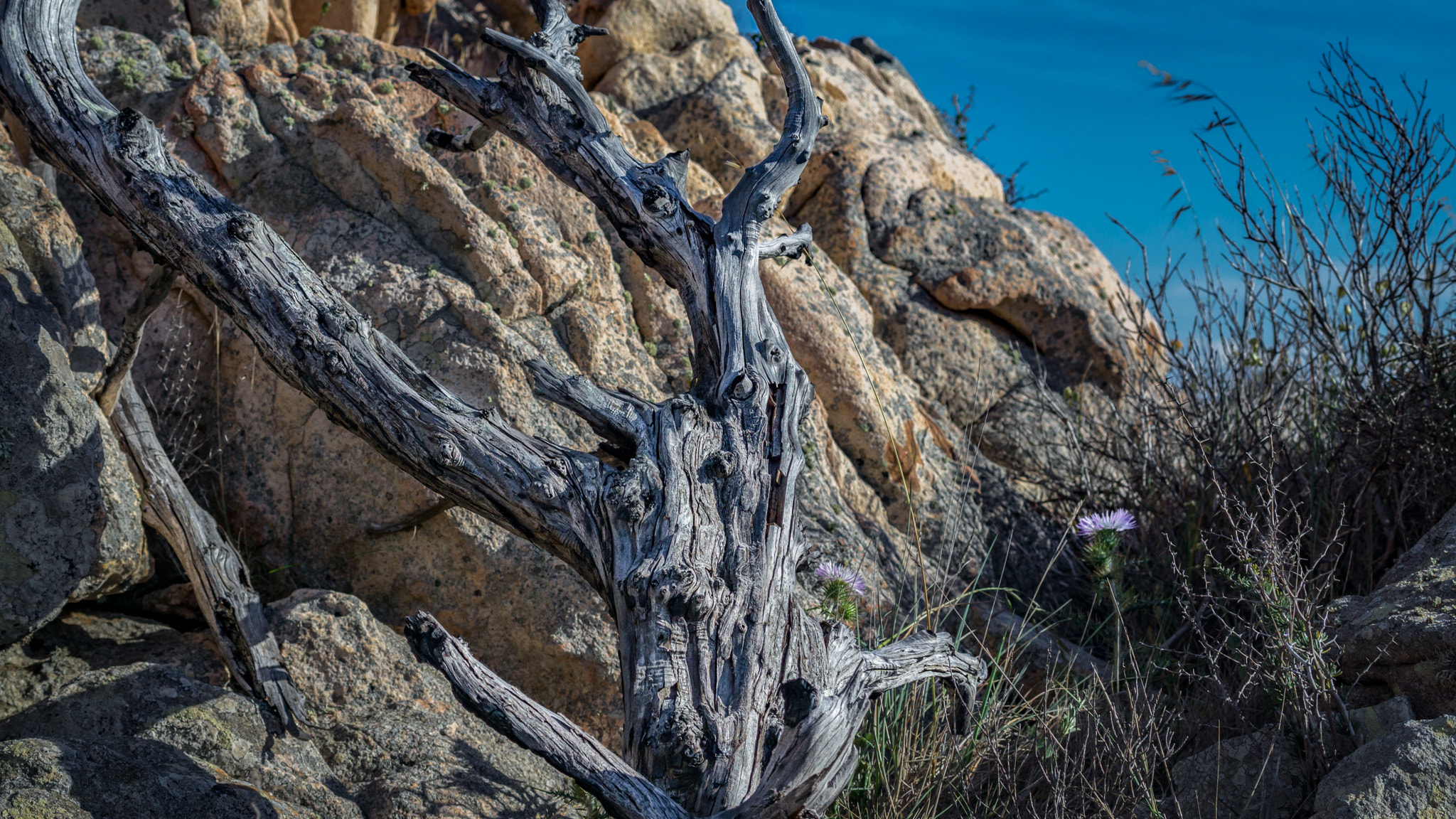 Sony a6000 + Sony Sonnar T* FE 35mm F2.8 ZA sample photo. Old tree photography