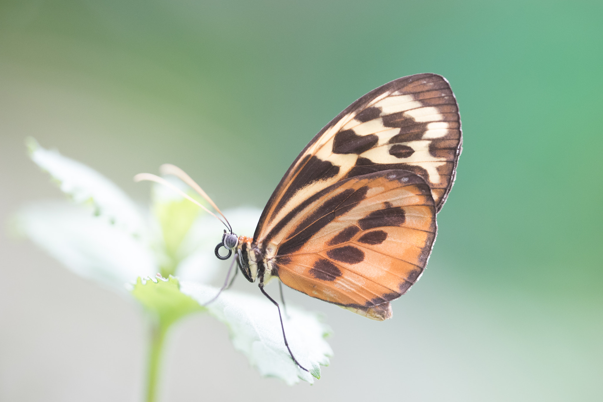 Sigma 150mm F2.8 EX DG OS Macro HSM sample photo. Tithorea harmonia photography
