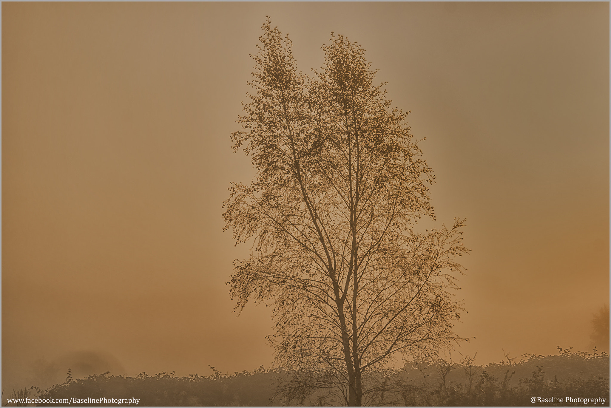 Sony SLT-A77 sample photo. Fog tree photography