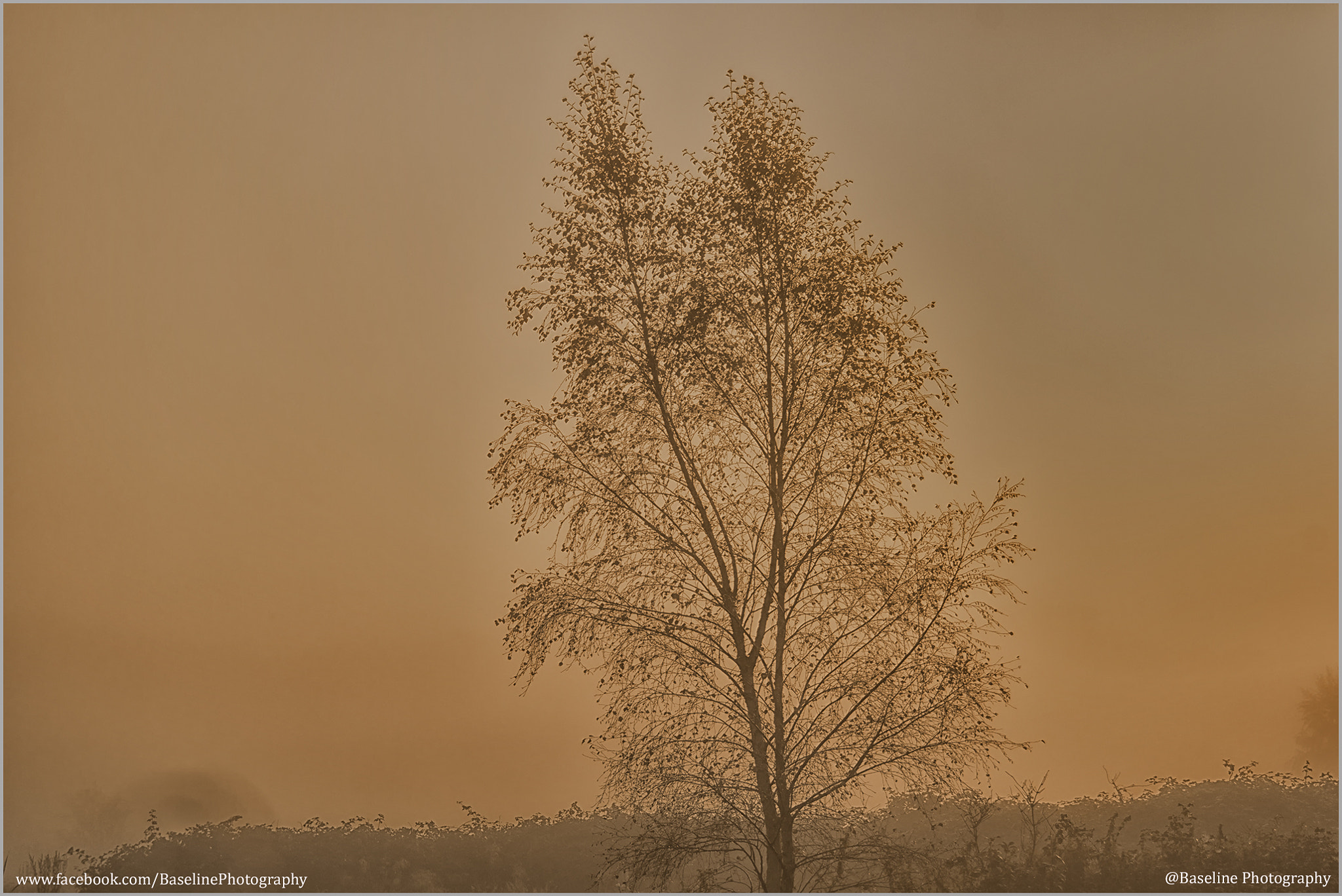 Minolta AF 28-80mm F4-5.6 sample photo. Fog tree photography